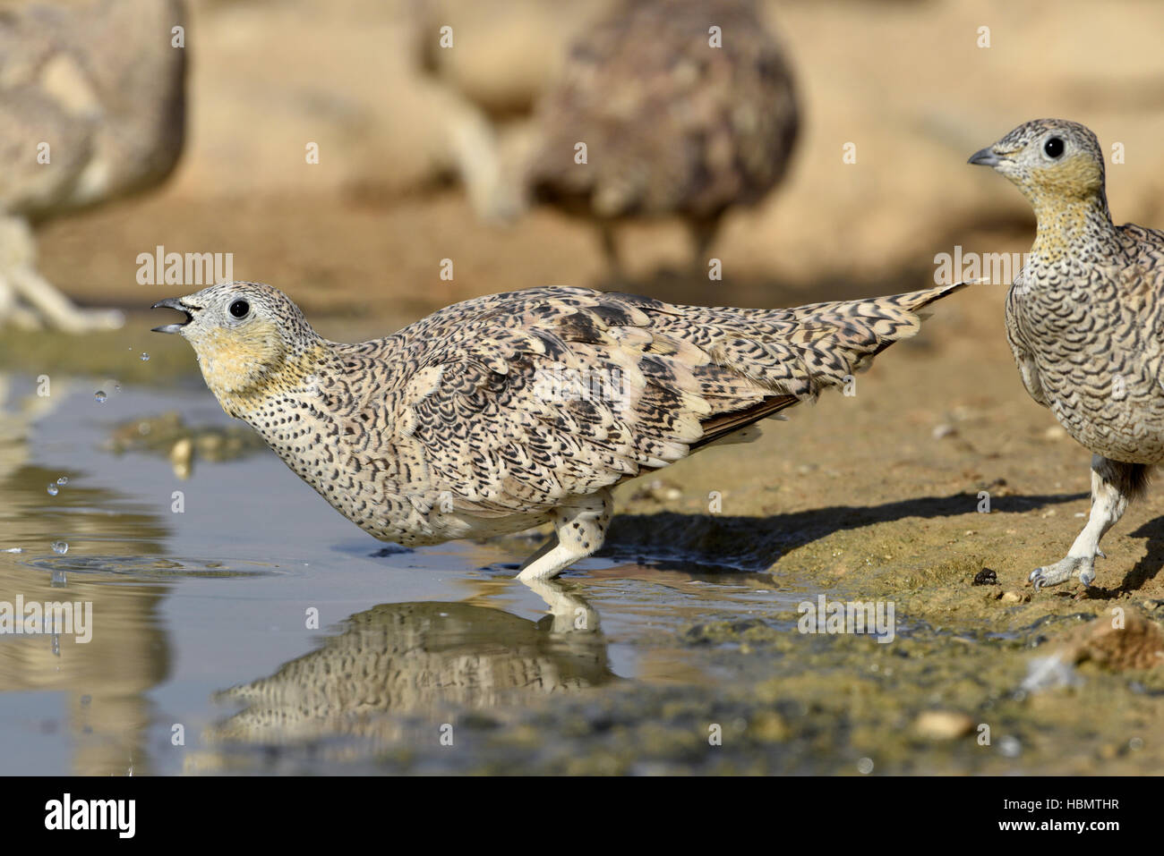 - Ganga couronné Pterocles coronatus Banque D'Images