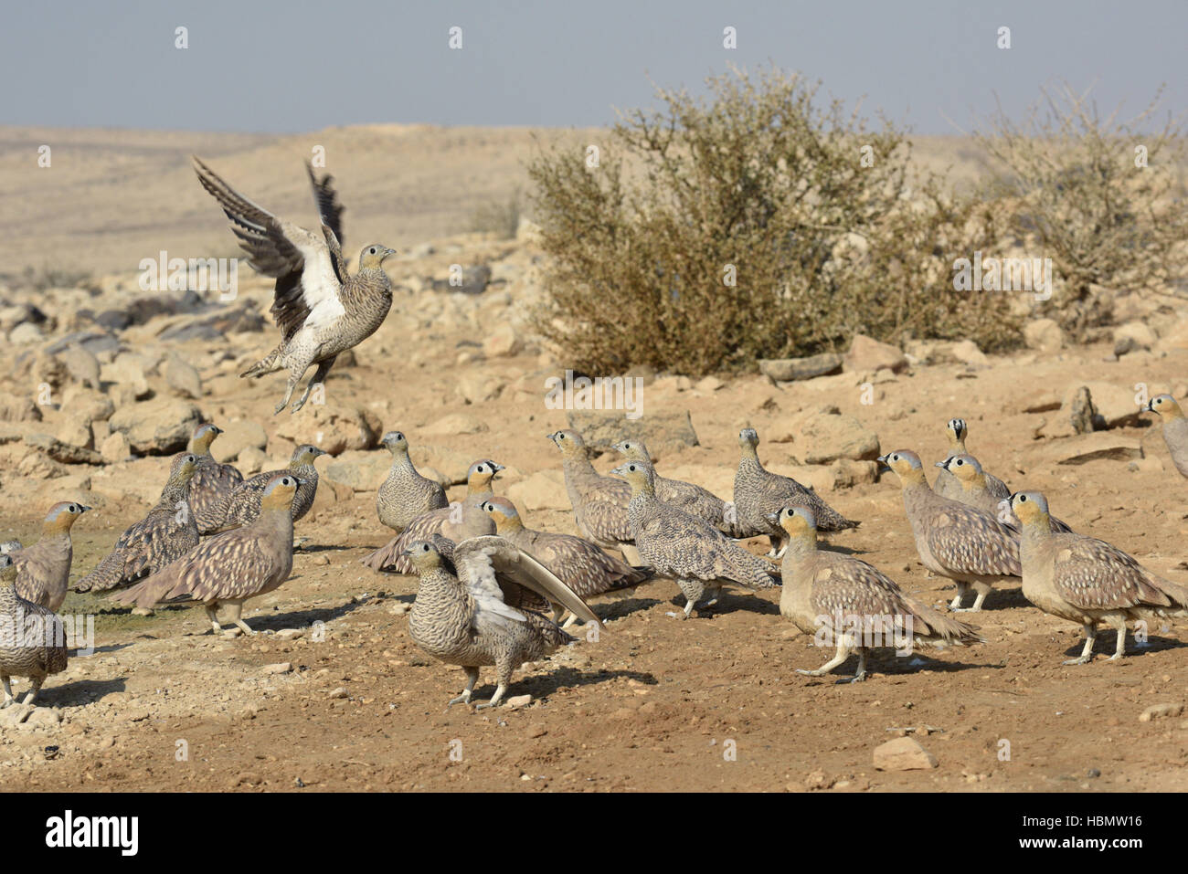 - Ganga couronné Pterocles coronatus Banque D'Images