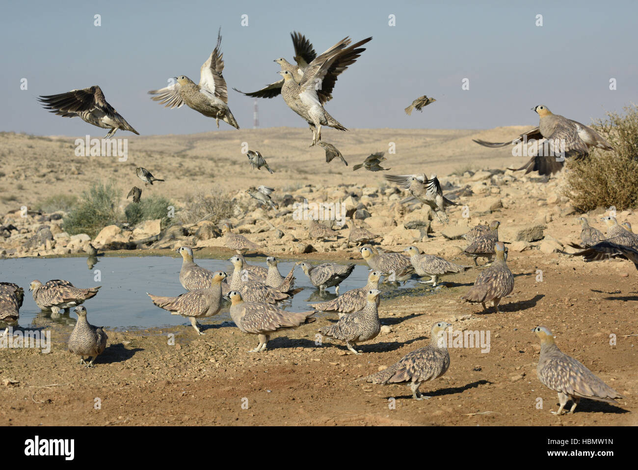 - Ganga couronné Pterocles coronatus Banque D'Images