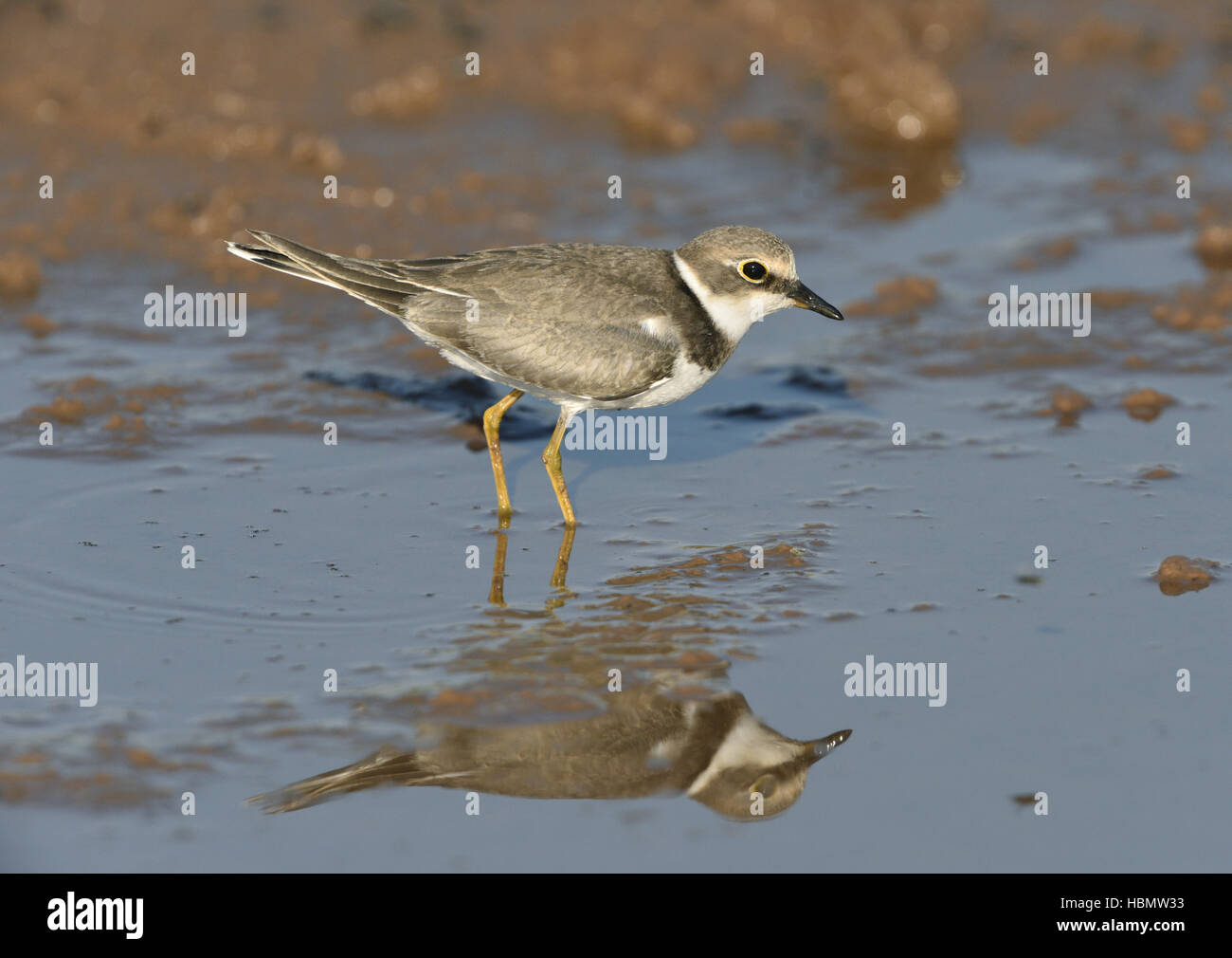 Petit Gravelot - Charadrius dubius - mineur Banque D'Images