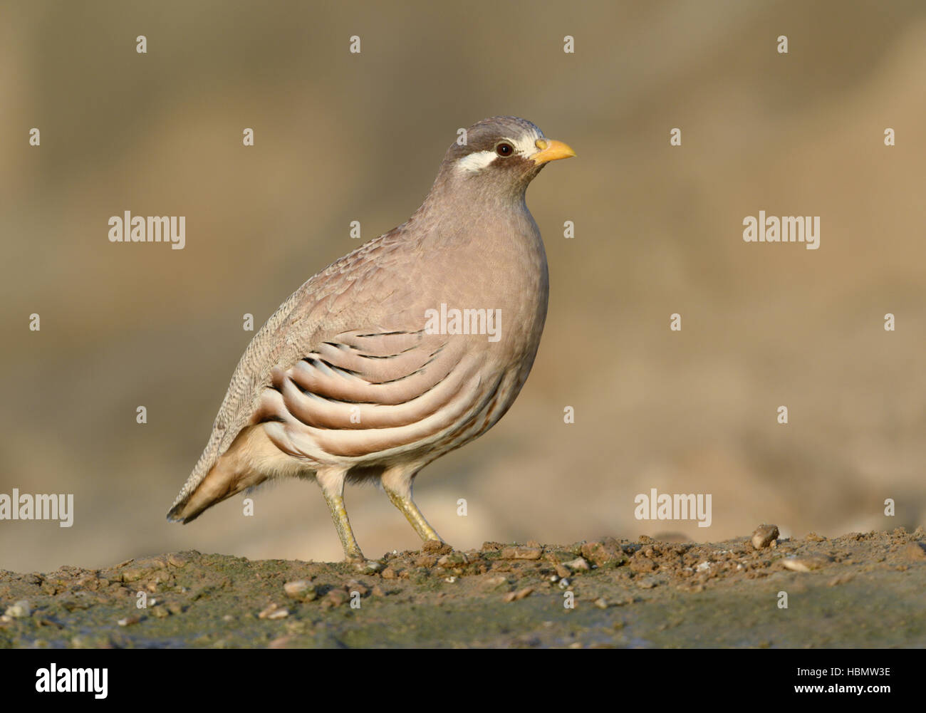 La perdrix de sable - Ammoperdix heyi Banque D'Images