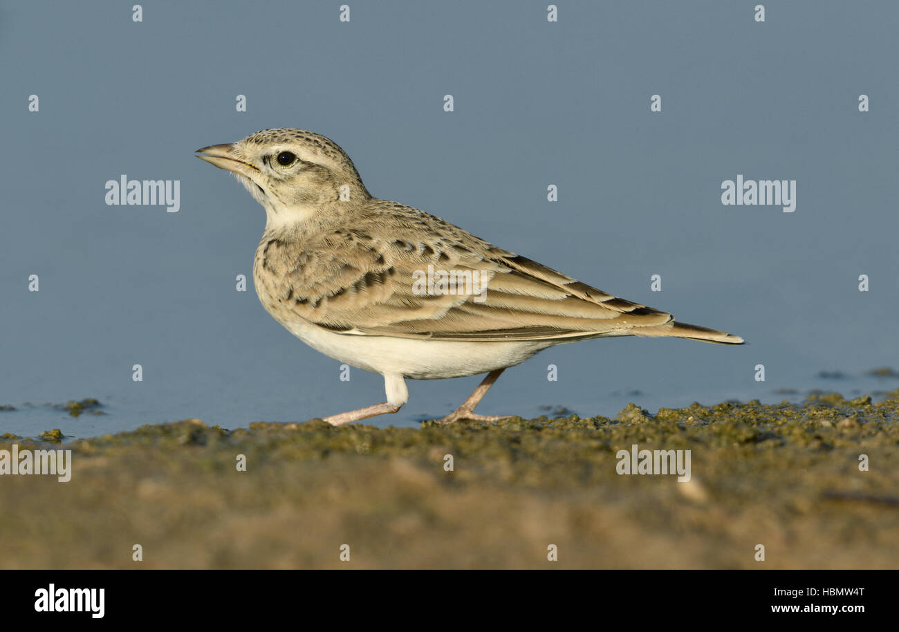 Circaète jean-le-blanc - Lark Calandrella brachydactyla Banque D'Images