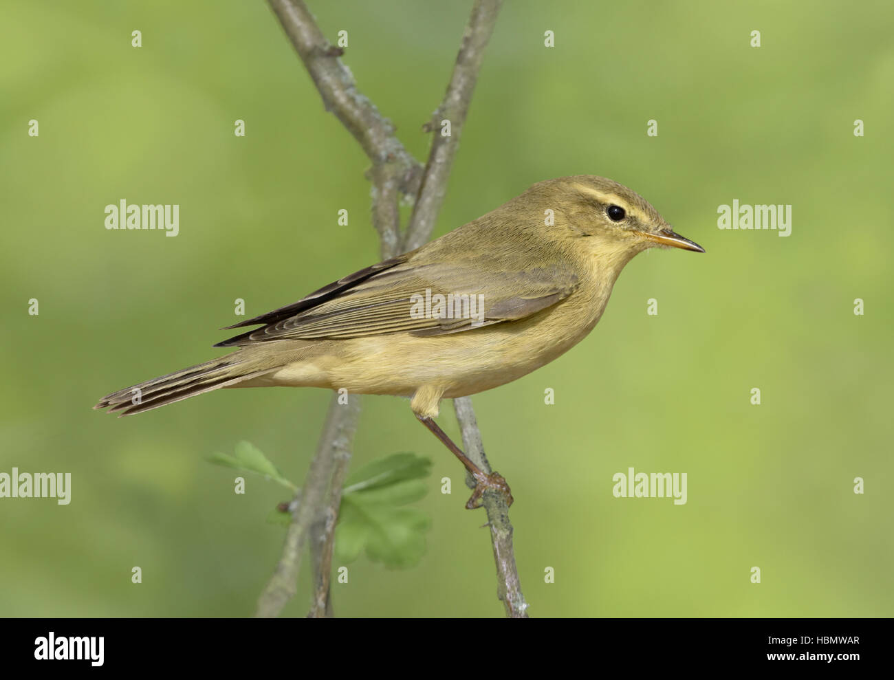 - Willow Warbler Phylloscopus trochilus - mineur Banque D'Images
