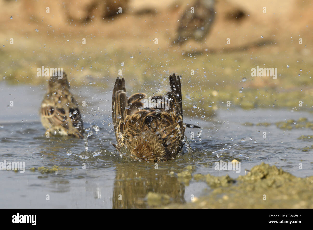 Bruant Proyer - Emberiza calandra Banque D'Images