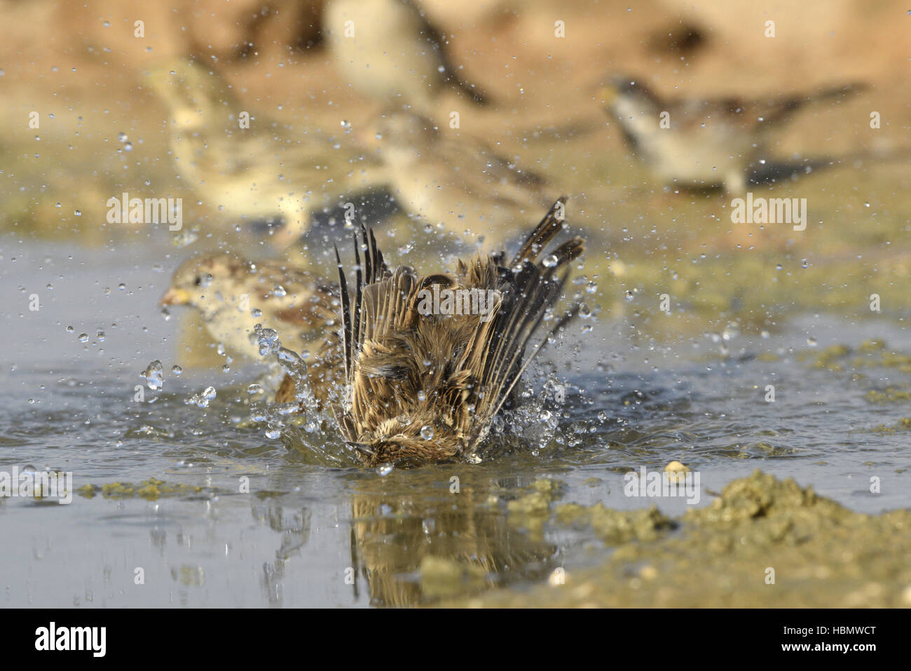 Bruant Proyer - Emberiza calandra Banque D'Images