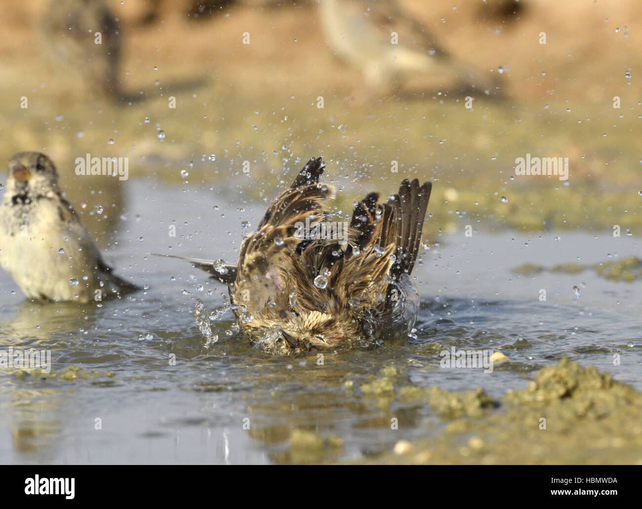 Bruant Proyer - Emberiza calandra Banque D'Images