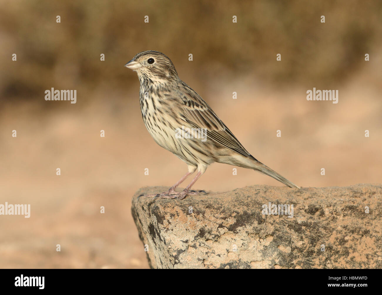 Bruant Proyer - Emberiza calandra Banque D'Images