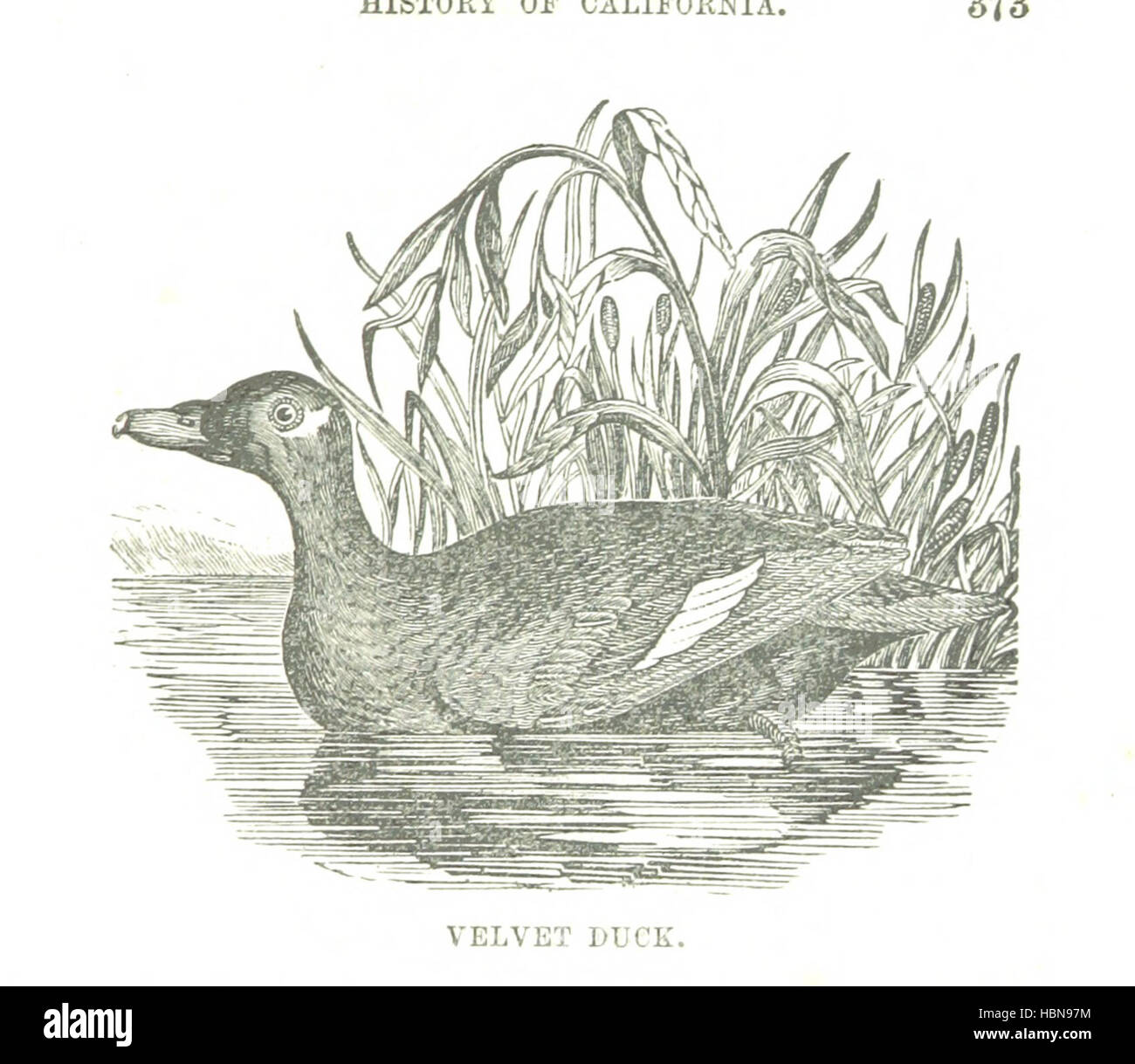 Image prise à partir de la page 411 de "l'histoire de l'État de Californie, à partir de la période de sa conquête par l'Espagne à son occupation par les États-Unis d'Amérique, etc. (cinquième mille.)' page 411 Image réalisée à partir de "l'histoire de l'État Banque D'Images