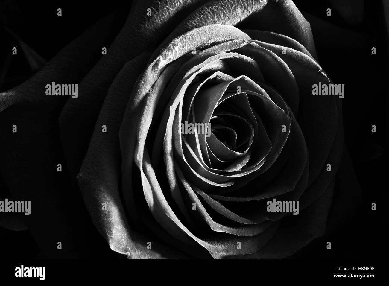 Rose Noir et blanc la photo en gros Banque D'Images