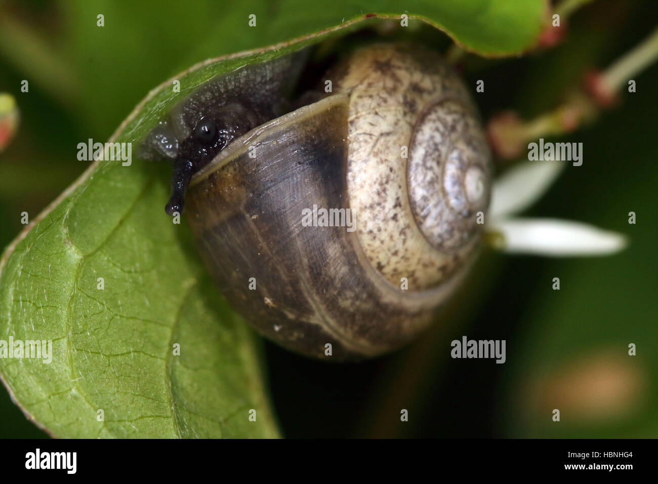 Fruticicola fruticum, bush snail Banque D'Images