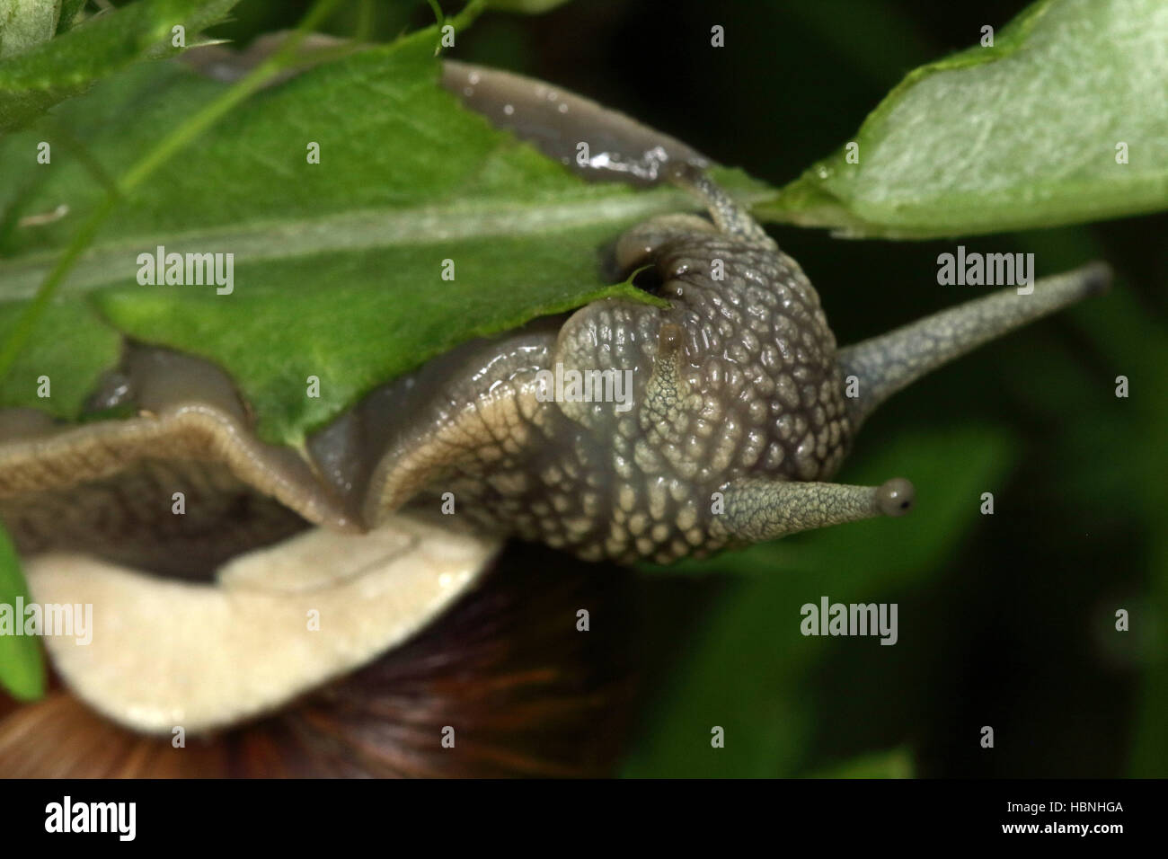 Helix pomatia, escargot de Bourgogne Banque D'Images