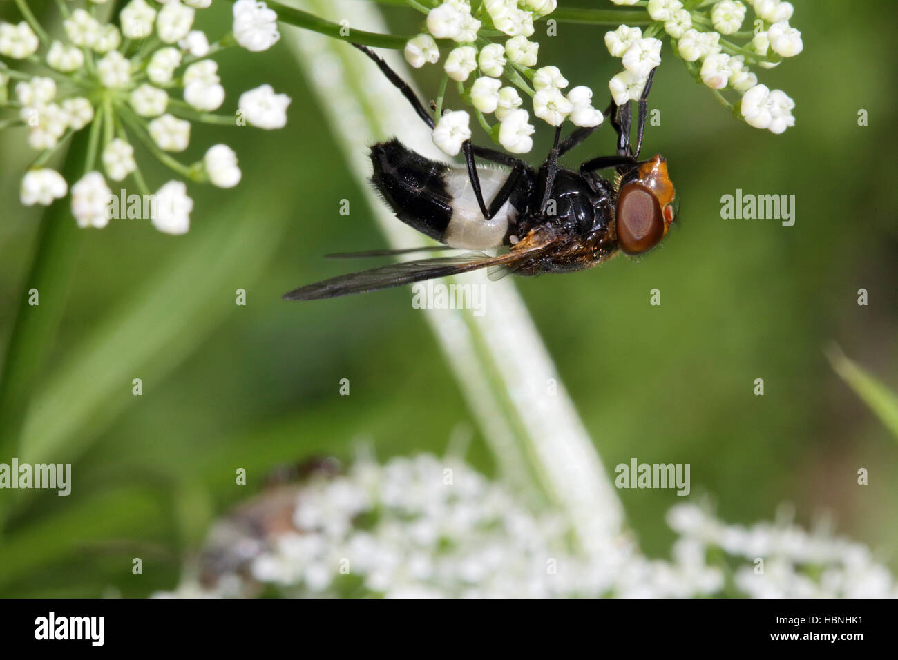 Volucella pellucens pellucide, fly Banque D'Images