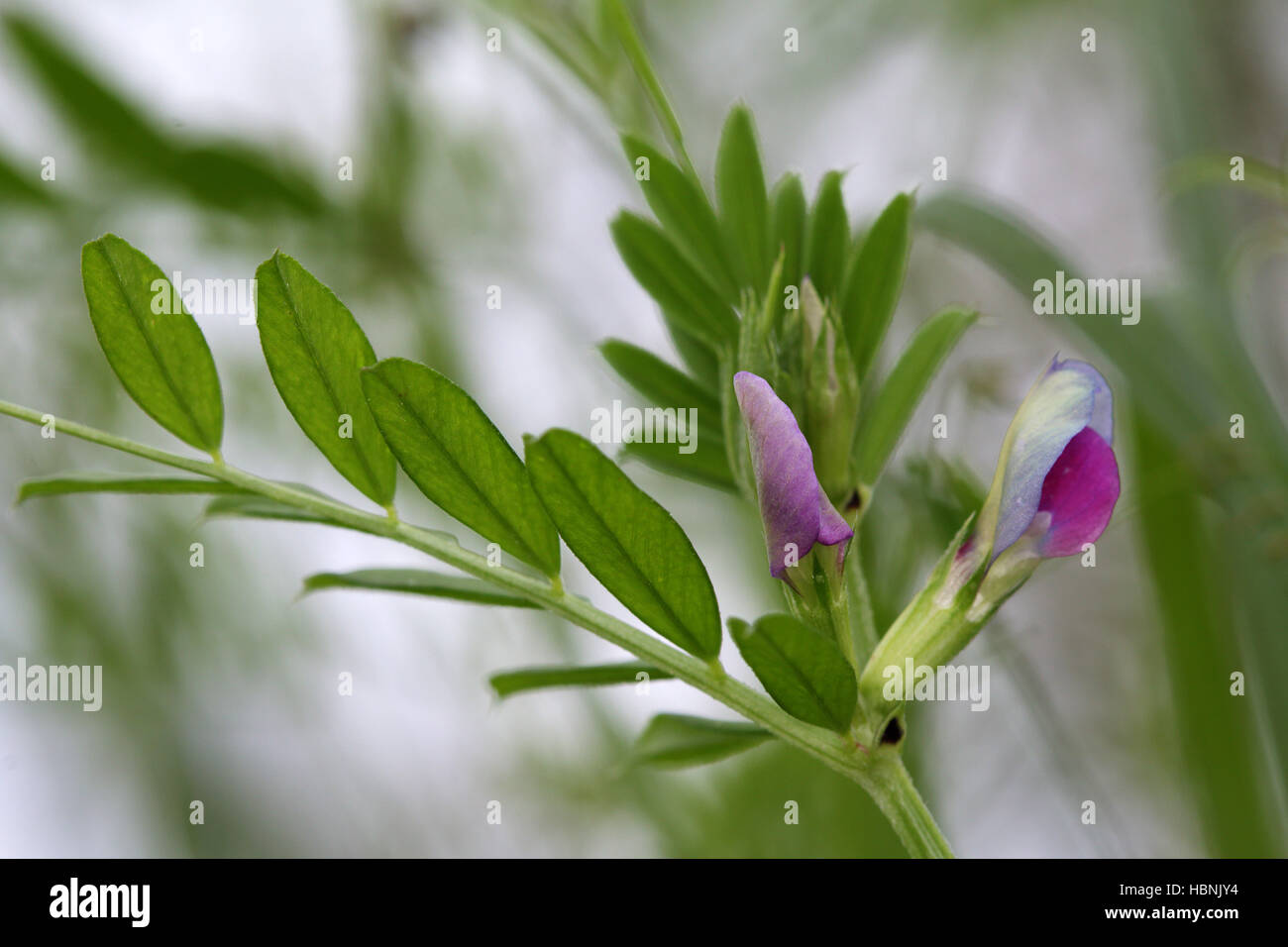 Vesce commune, Vicia sativa Banque D'Images