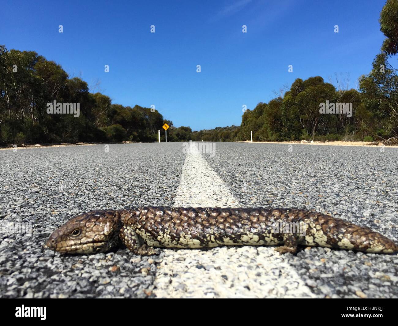 L'est un lézard Shingleback (Tiliqua rugosa aspera) prendre du repos tout en traversant une route dans le Parc National Lincoln, S. L'Australie Banque D'Images