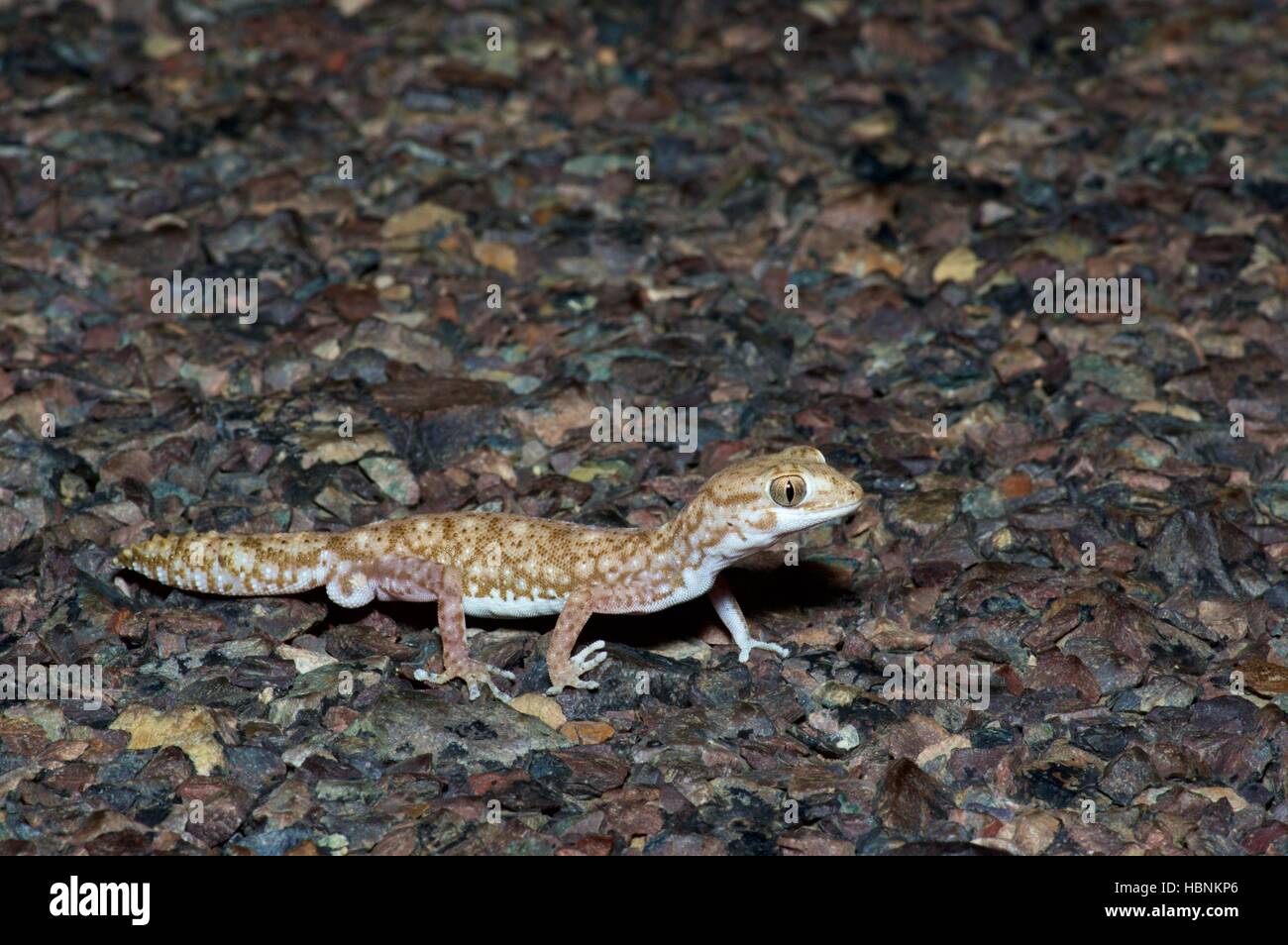 Un gecko tesselé (Diplodactylus tessellatus) marche sur une route de nuit près de Marree, Australie du Sud Banque D'Images
