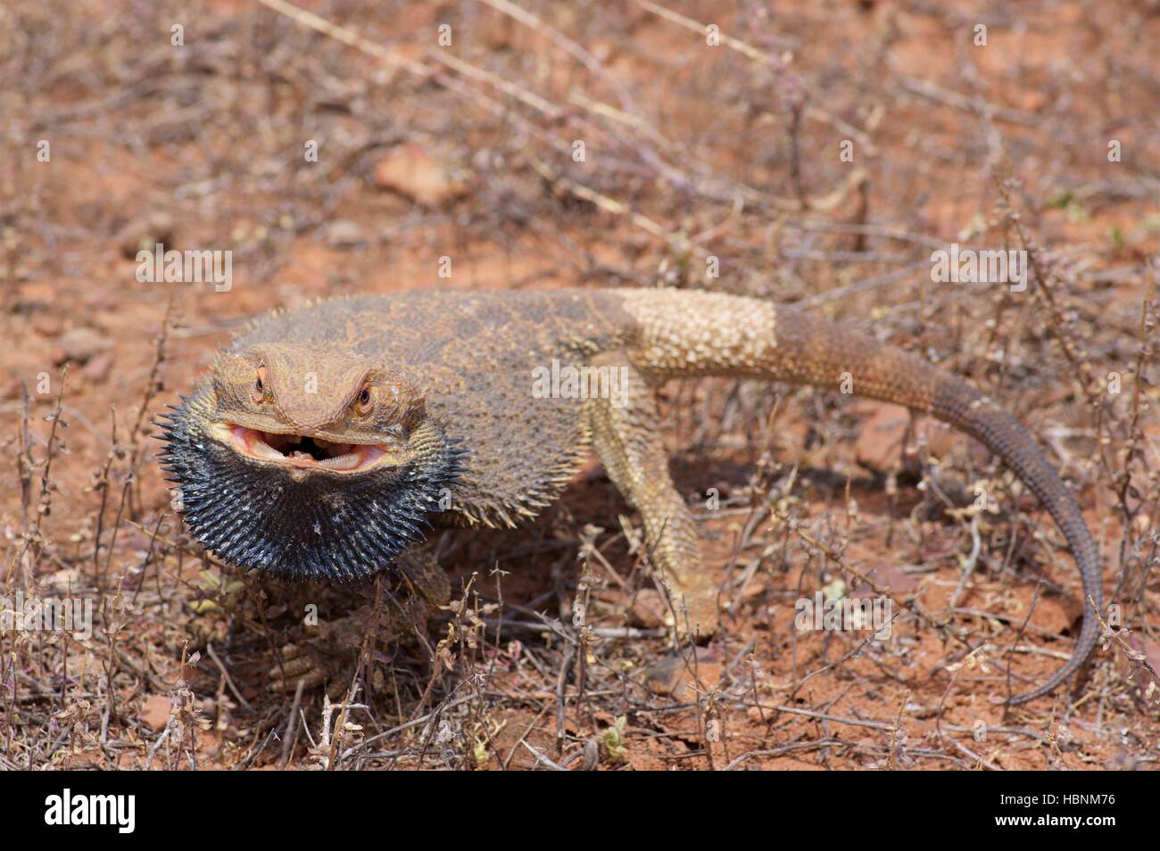 Un lézard dragon barbu (Pogona vitticeps) essayant de paraître en féroce Flinders Ranges National Park, Australie du Sud. Banque D'Images