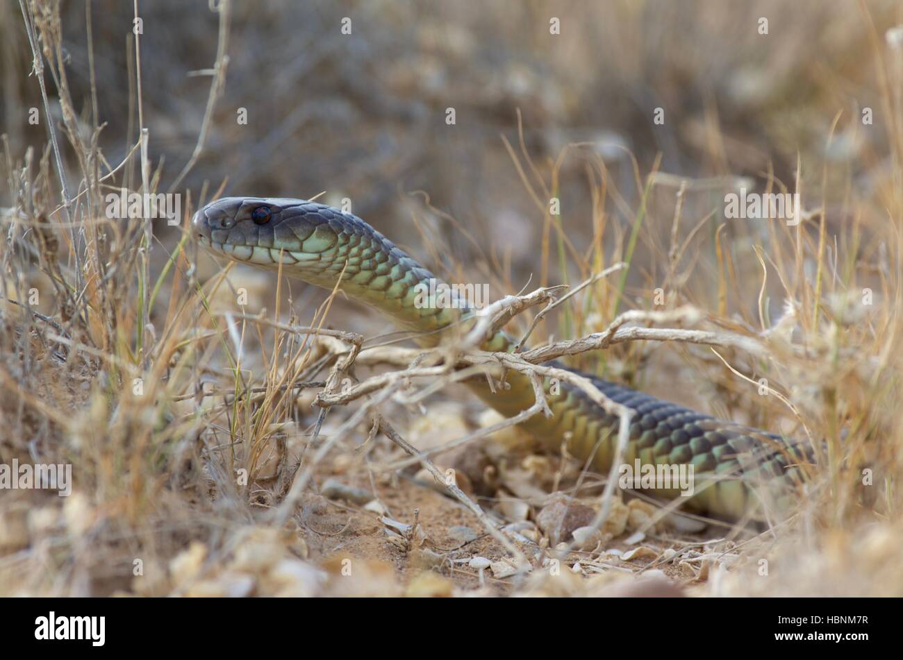 Close-up of a Mulga ou Roi serpent brun (Pseudechis australis) dans la végétation au sud de Marree, Australie du Sud Banque D'Images