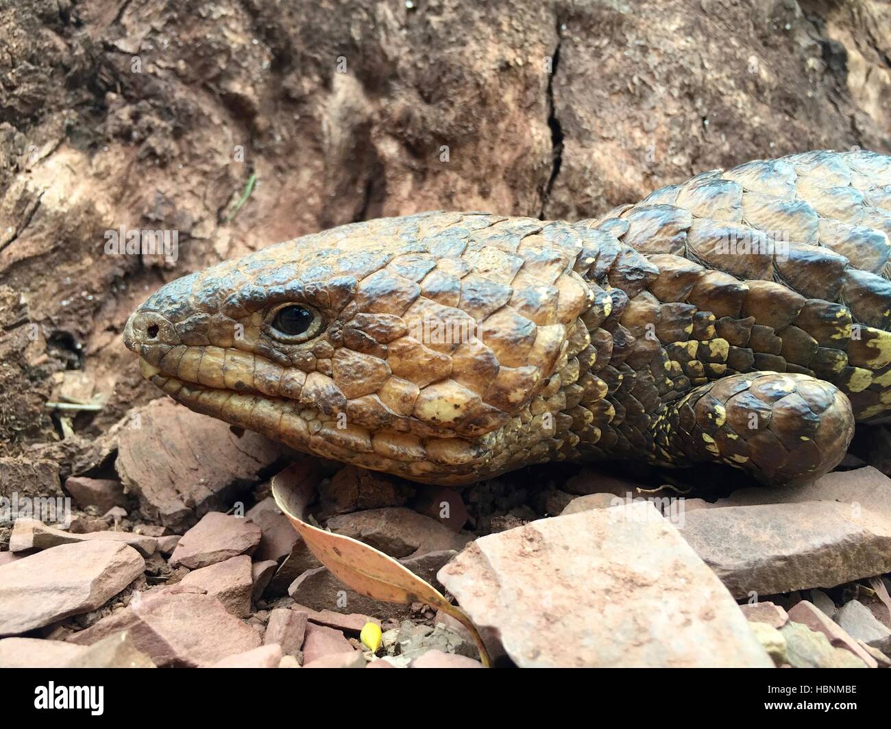 Close-up de l'est un lézard Shingleback (Tiliqua rugosa aspera) dans la région de Flinders Ranges National Park, Australie du Sud. Banque D'Images