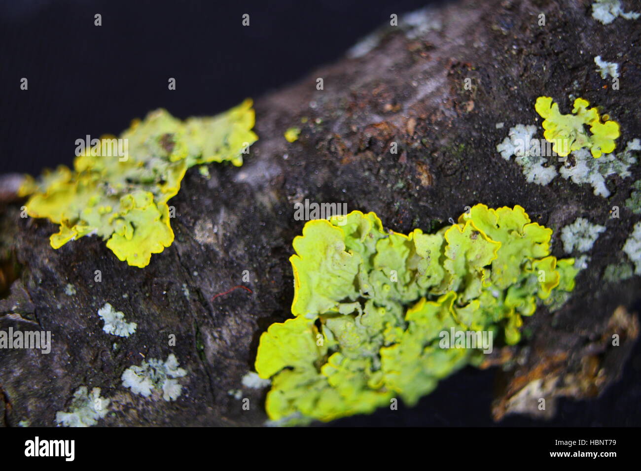 Close up shot macro de mousses et de lichens sur une branche d'arbre Banque D'Images
