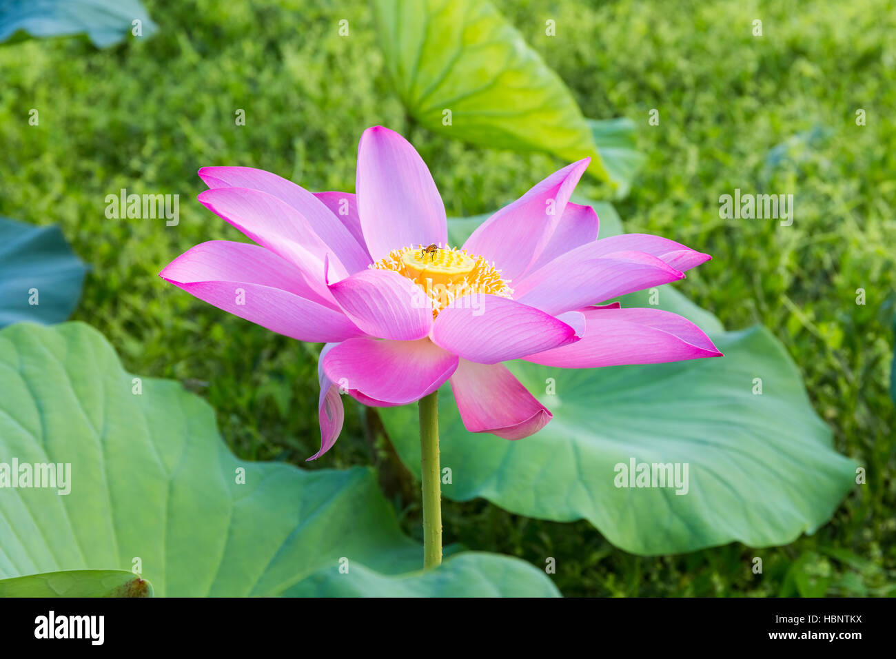 Fleur de lotus en fleurs Banque D'Images