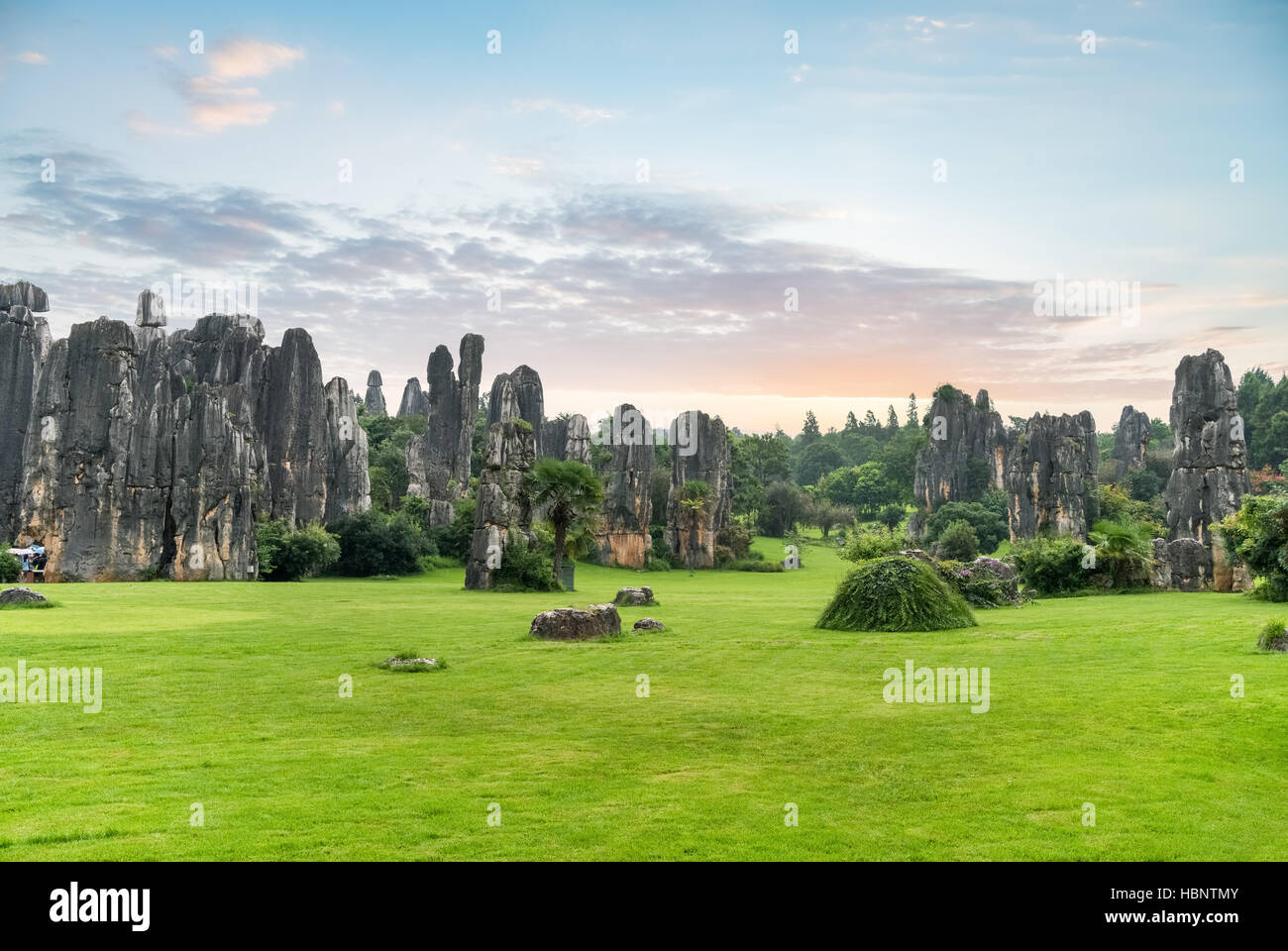 Stone Forest scenic Banque D'Images