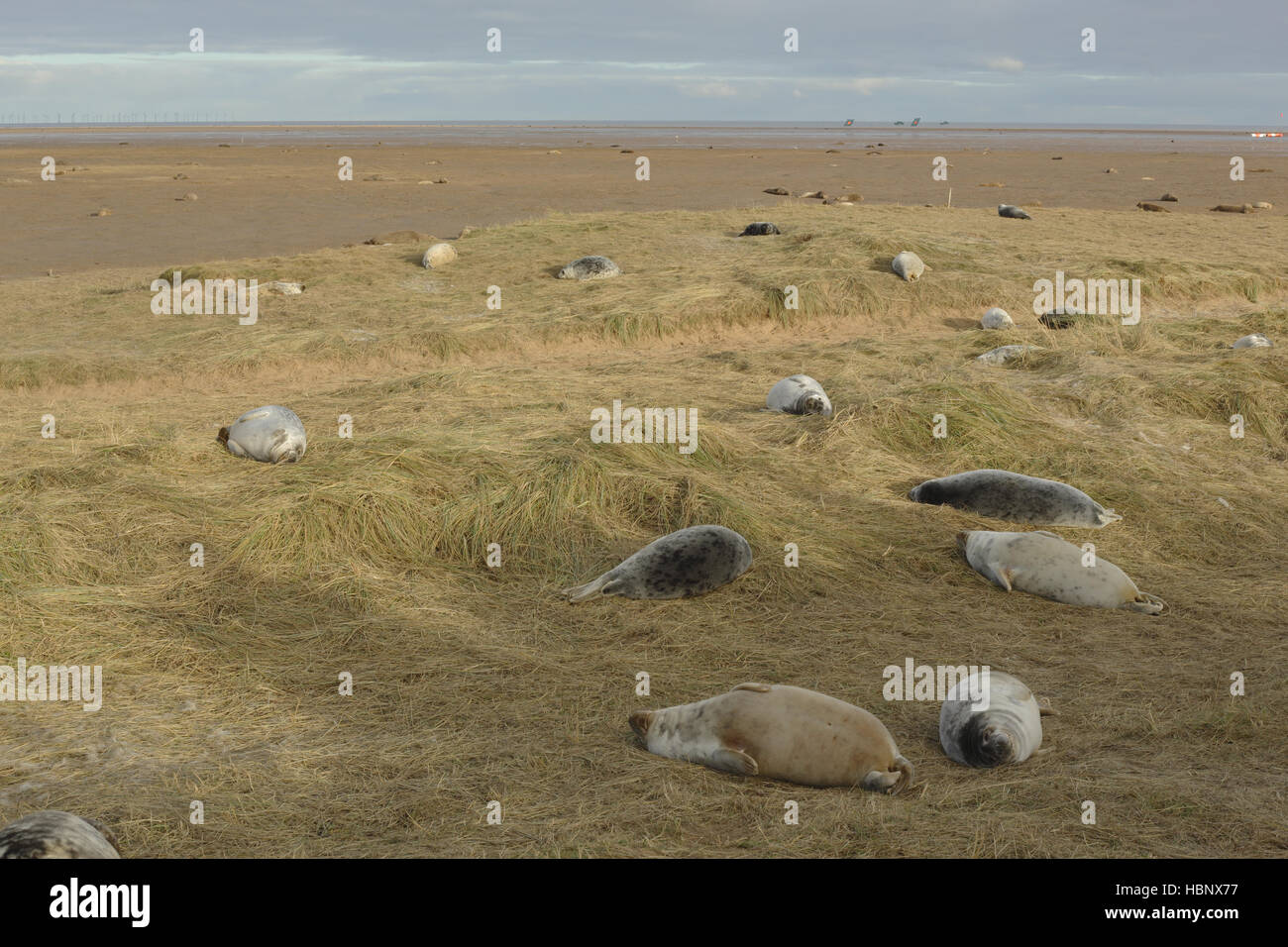 Les phoques gris sur les dunes durant la saison de mise bas au Donna Nook, Lincolnshire, Royaume-Uni. Banque D'Images