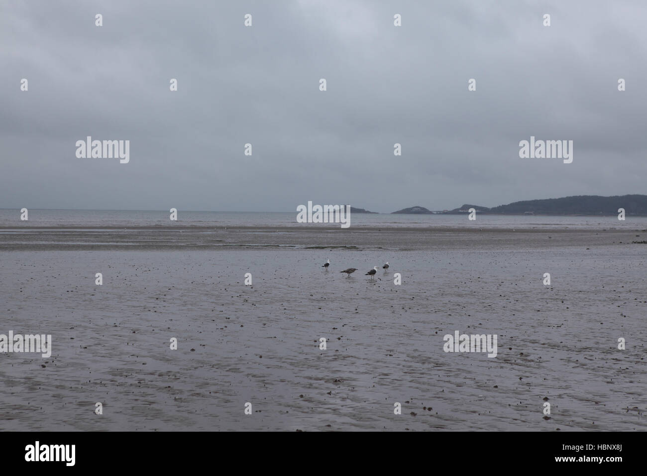 Marée basse sur la côte de la mer Celtique, sous la pluie et brouillard nuageux jour le sable est humide avec quatre mouettes debout sur elle. Banque D'Images