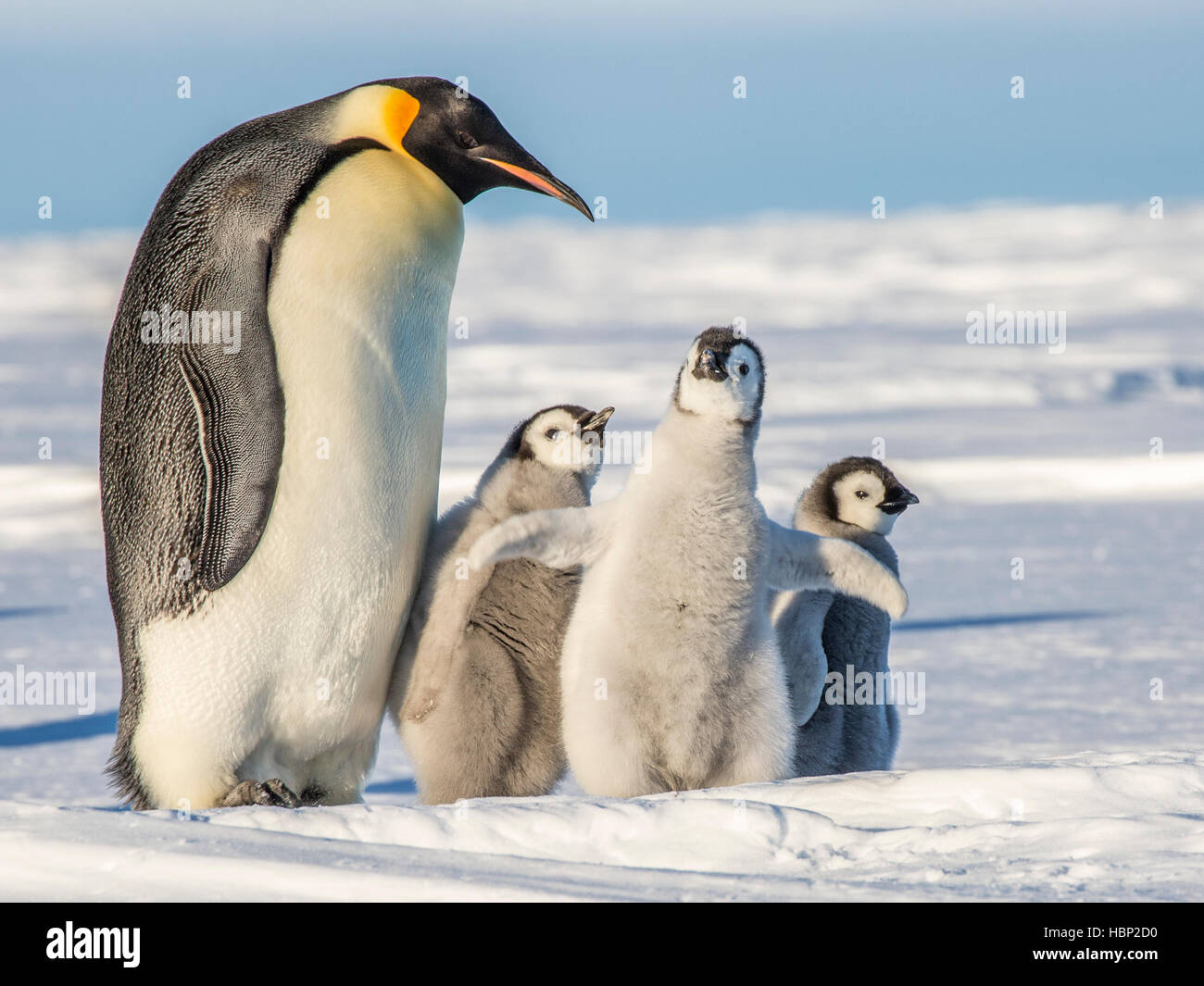 Un adulte Manchot Empereur avec trois poussins, dont un qui a ses ailes étendues Banque D'Images