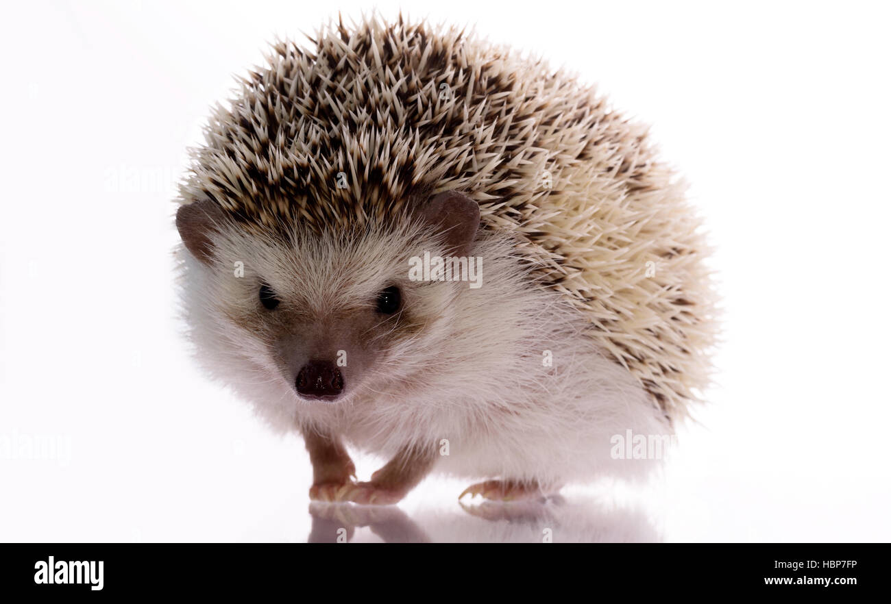 Petit hérisson sur un fond blanc, jusqu'à la avec un sourire et un reproche. Drôle gentil animal Banque D'Images