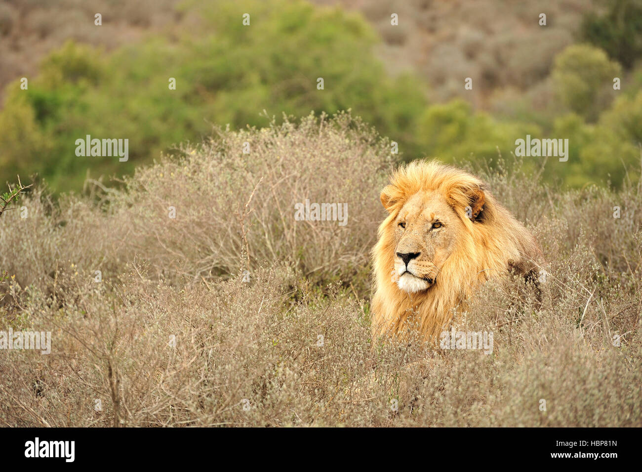 Une image d'un lion mâle prise au début de la matinée sur safari en Afrique du Sud Banque D'Images