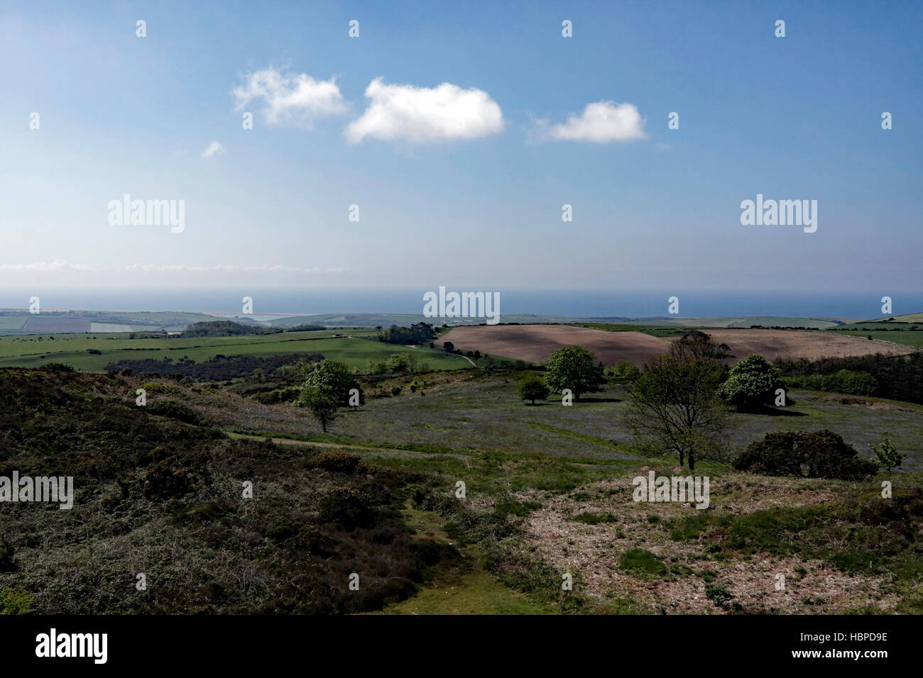 Le paysage AU BAS NOIR AU-DESSUS DE DORSET ABBOTSBURY. DORSET UK. Banque D'Images