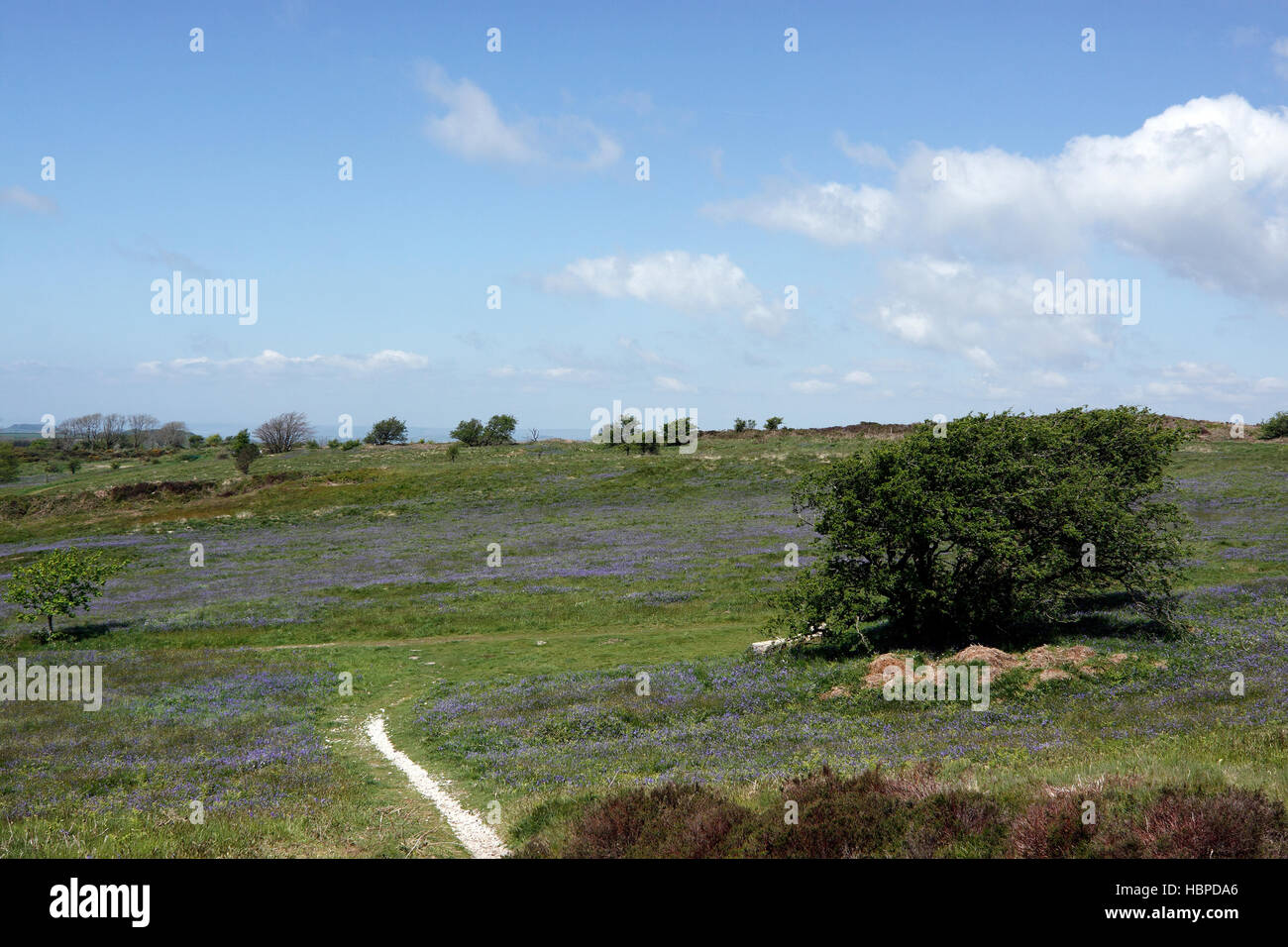 Le paysage AU BAS NOIR AU-DESSUS DE DORSET ABBOTSBURY. DORSET UK. Banque D'Images