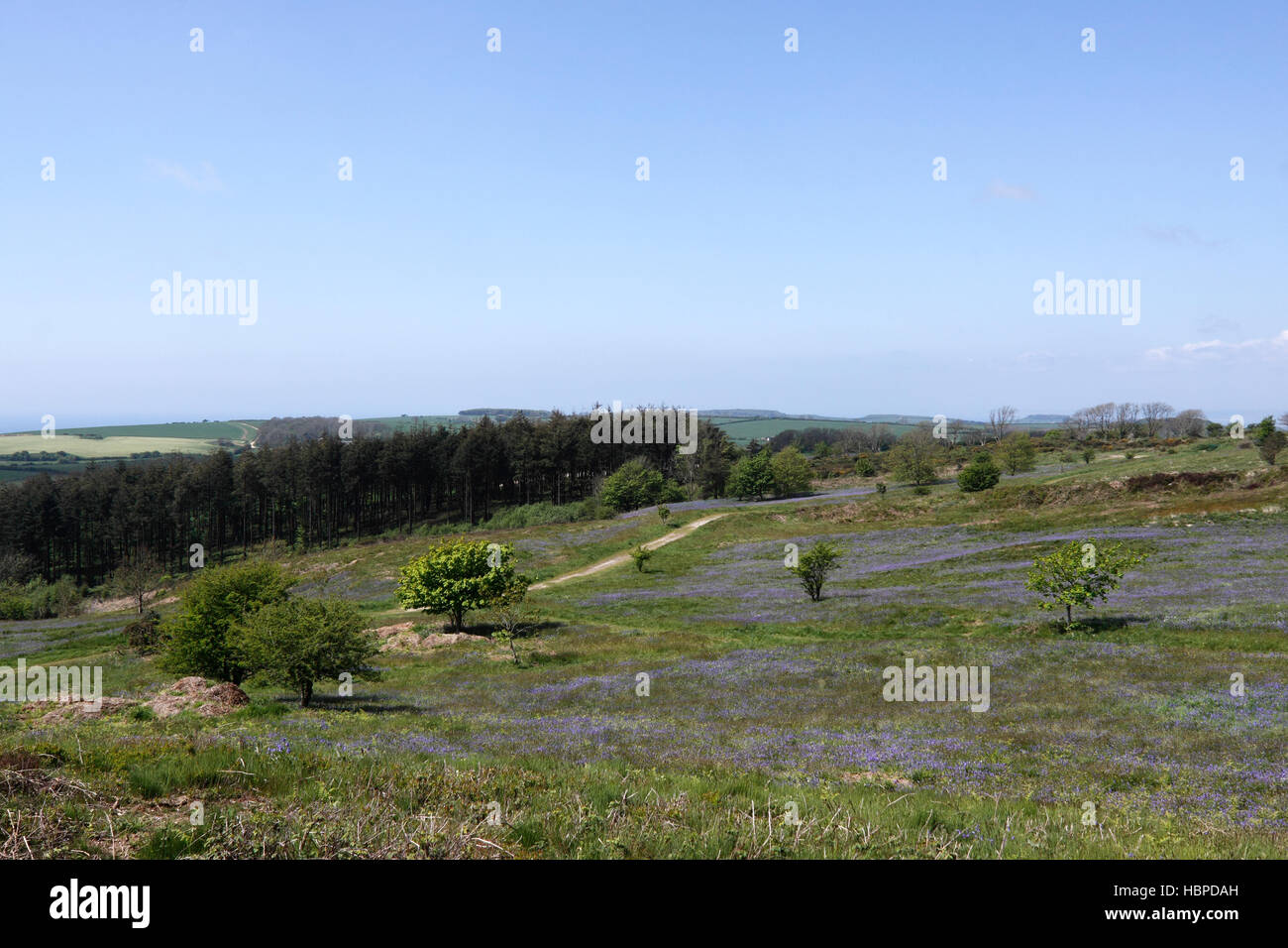 Le paysage AU BAS NOIR AU-DESSUS DE DORSET ABBOTSBURY. DORSET UK. Banque D'Images