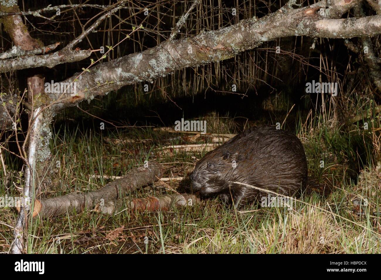 Le castor d'Eurasie (Castor fiber) approche de certaines branches de bouleau il a coupé sur une rive du lac la nuit, Knapdale, Ecosse, Royaume-Uni Banque D'Images