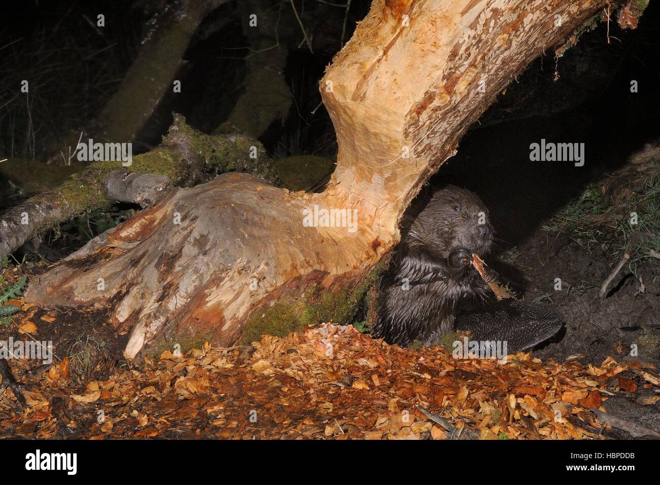 Le castor d'Eurasie (Castor fiber) maintenant et à mâcher qu'il a rongé l'écorce du tronc d'un saule la nuit, Devon, UK. Banque D'Images