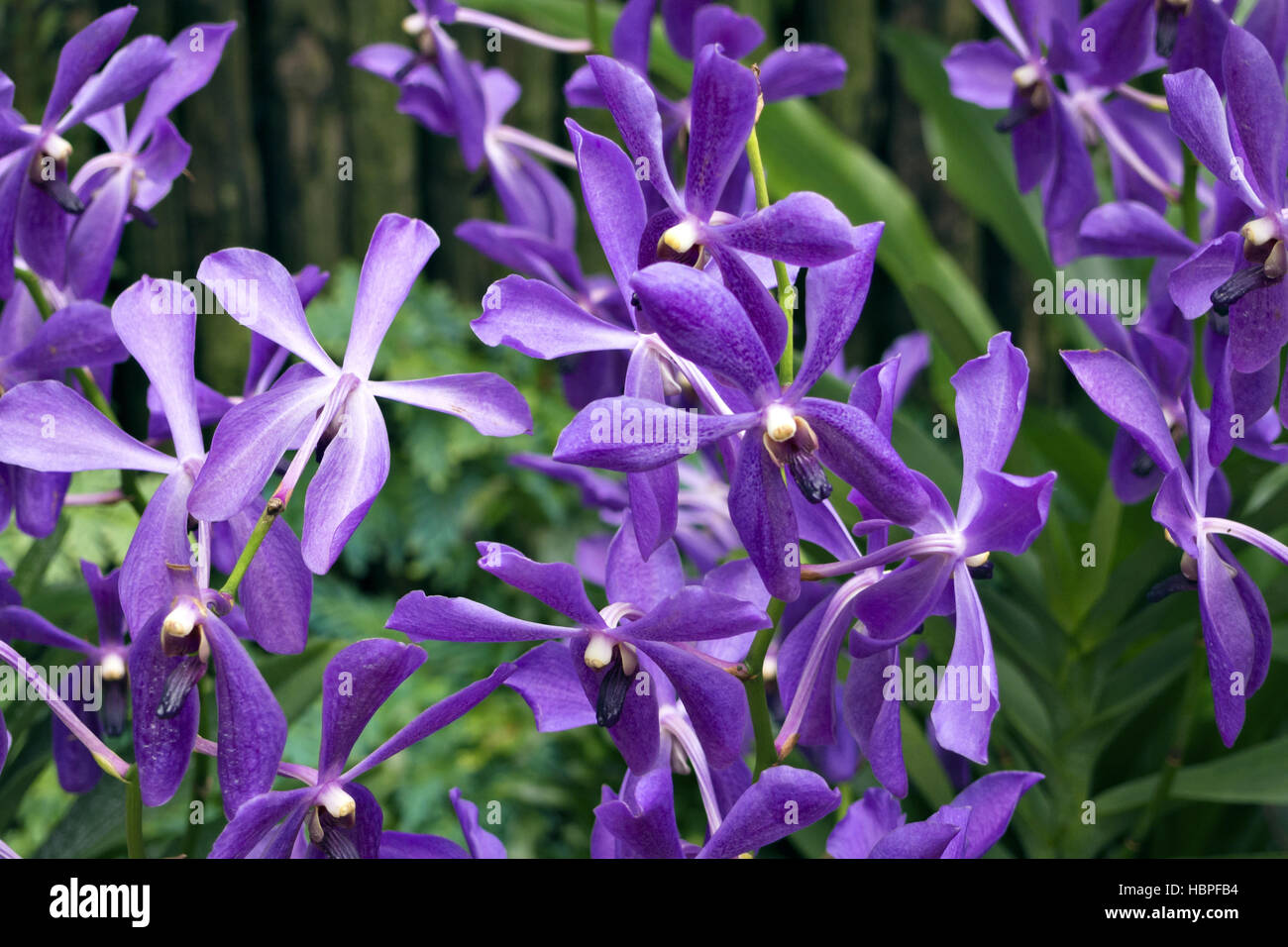 De nombreuses orchidées mauve Banque D'Images De nombreuses orchidées mauve Banque D'Images
