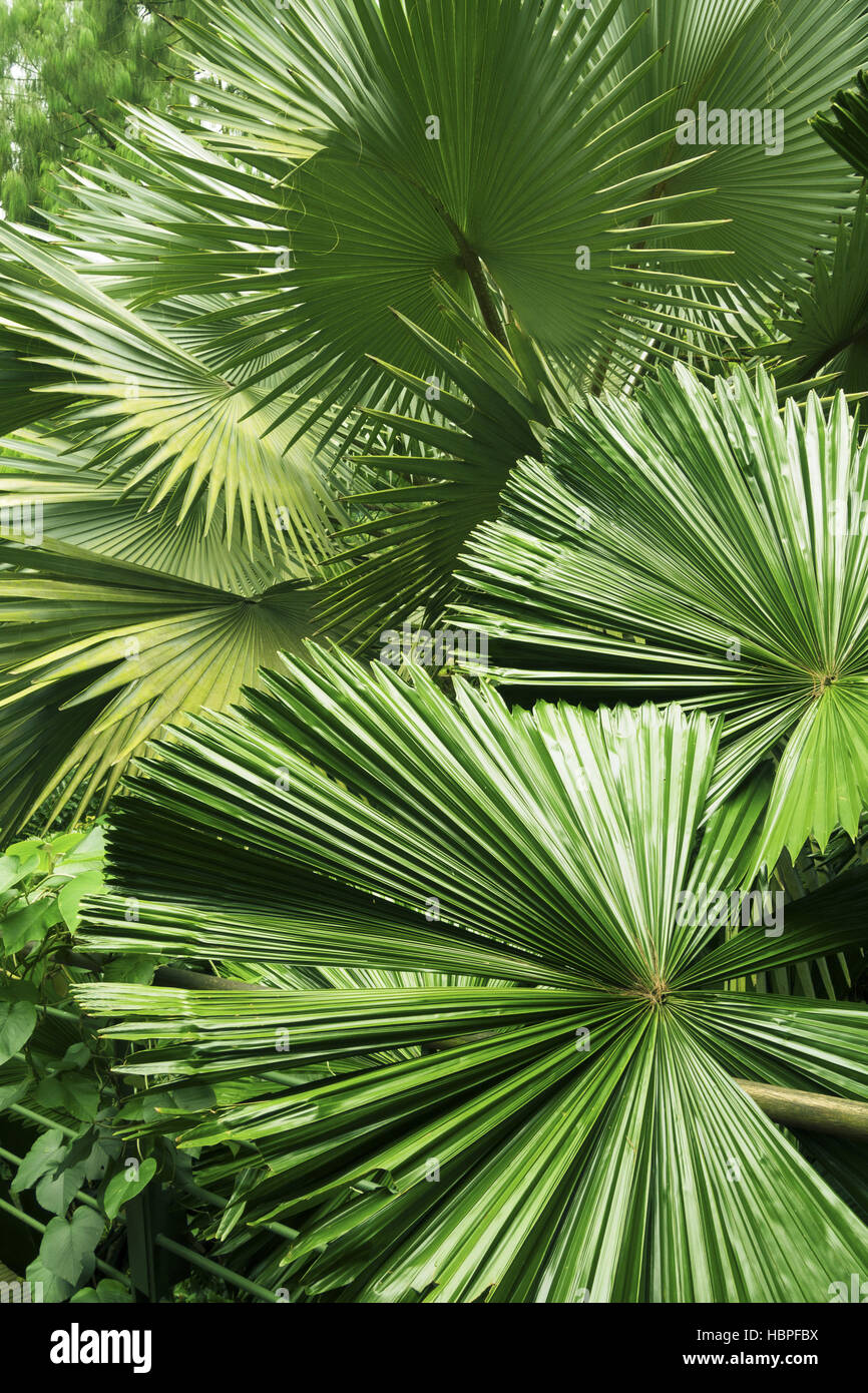 plantes tropicales Banque D'Images plantes tropicales Banque D'Images