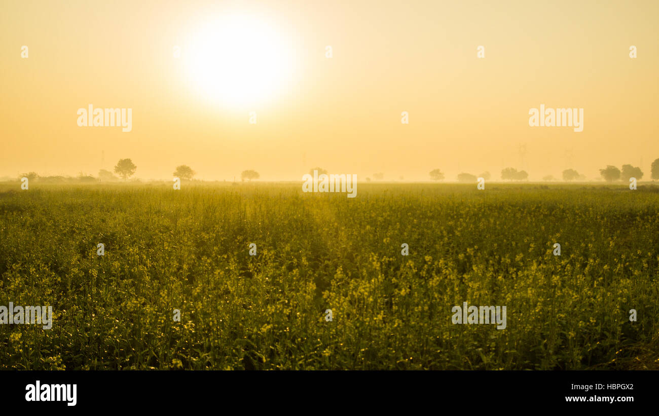 Soleil du matin sur la moutarde des champs dans l'Inde du Nord au cours de l'hiver Banque D'Images