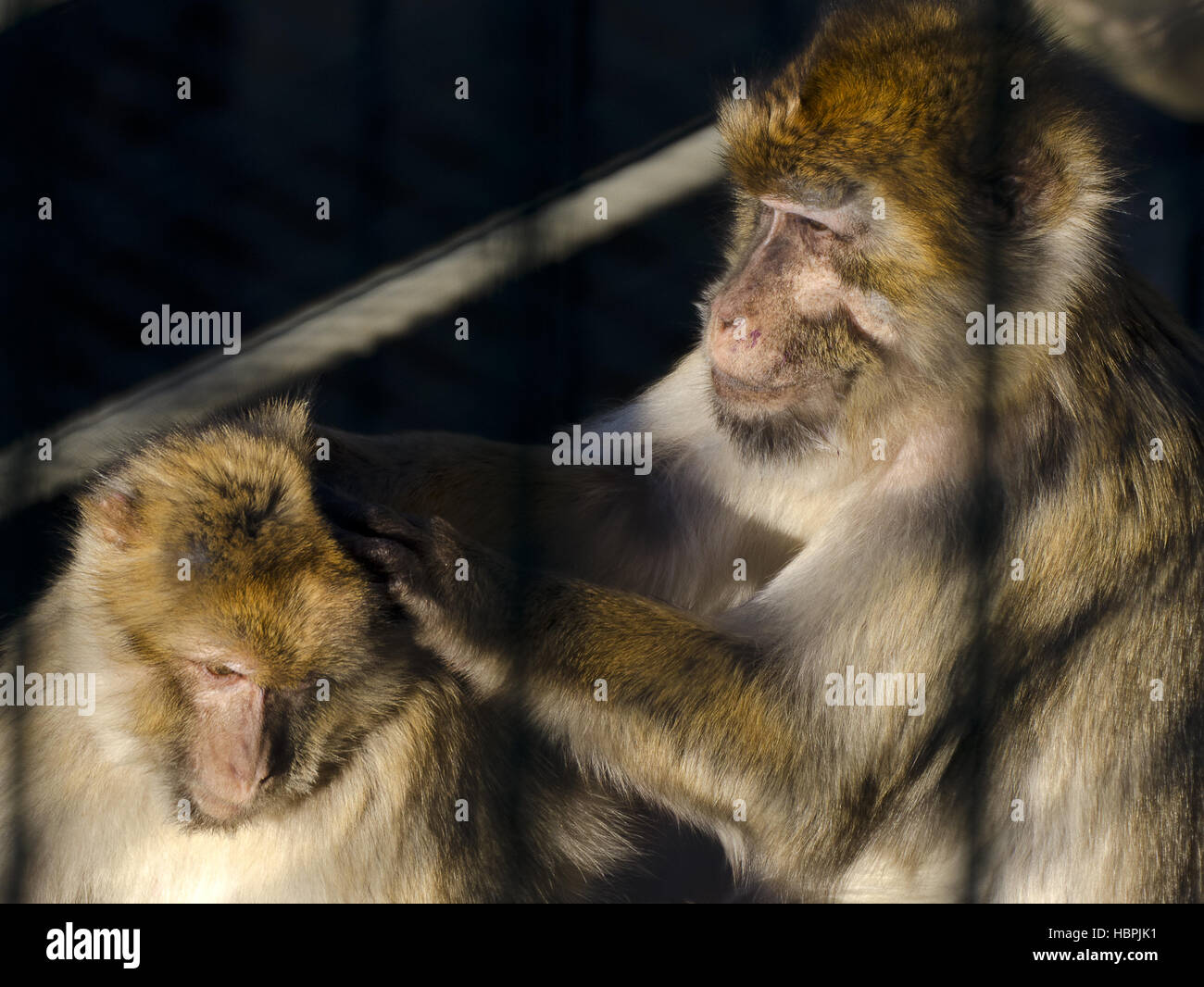 Singes de barbarie à poux Banque D'Images