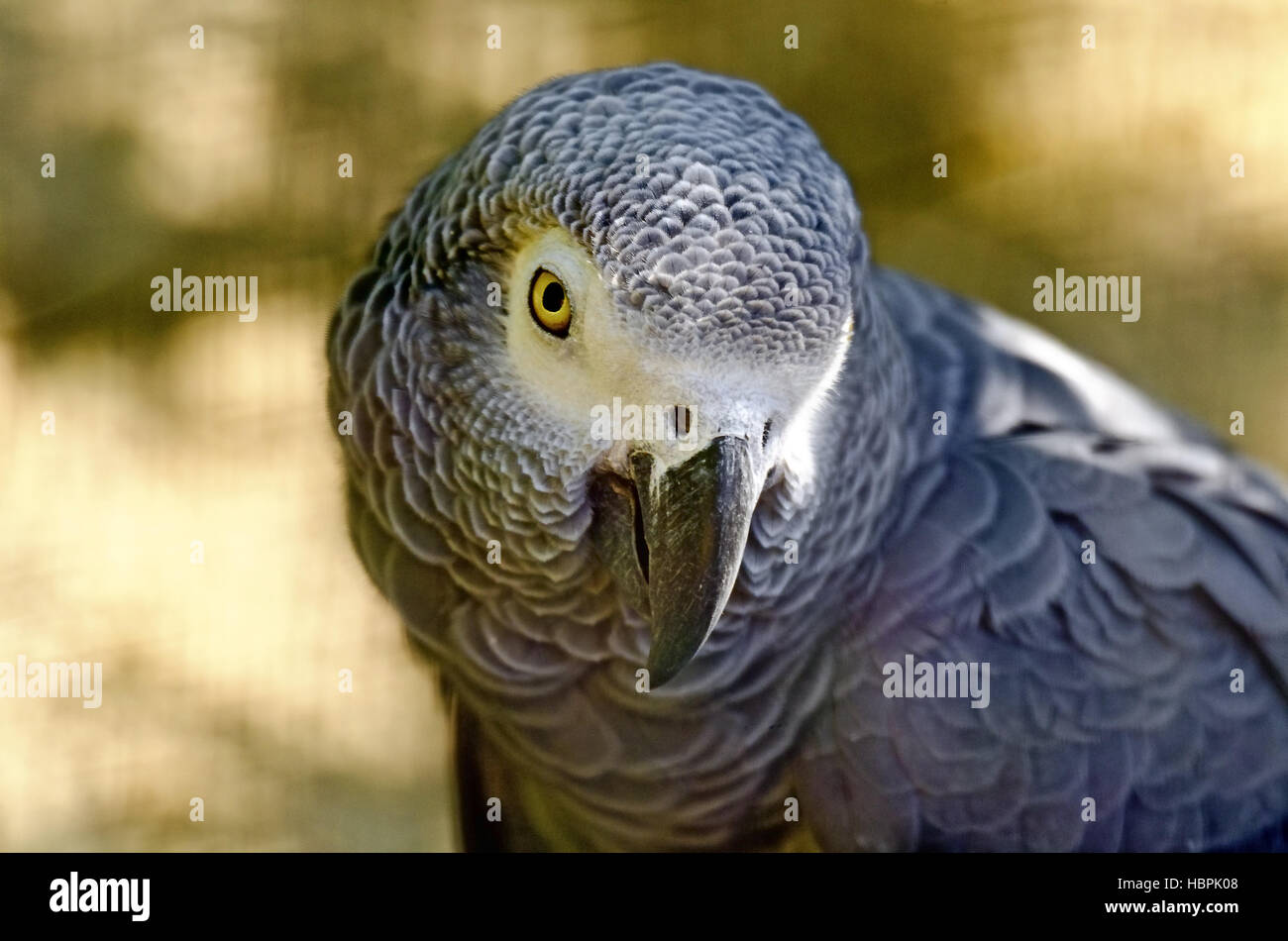 Tête d'un perroquet gris Banque D'Images