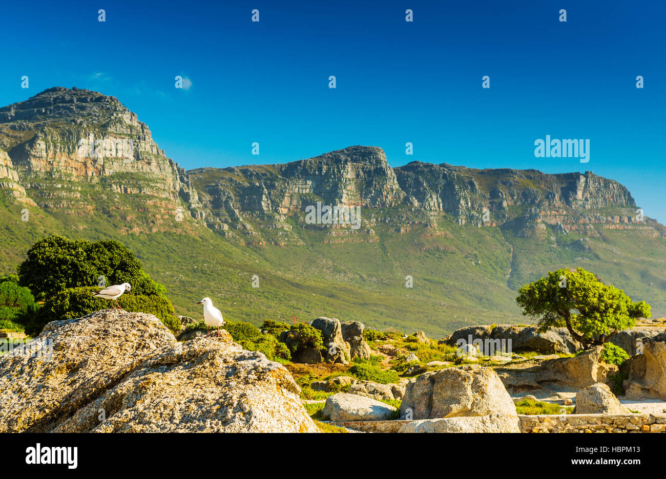 Mouettes sur roches sous les douze apôtres en Afrique du Sud Banque D'Images