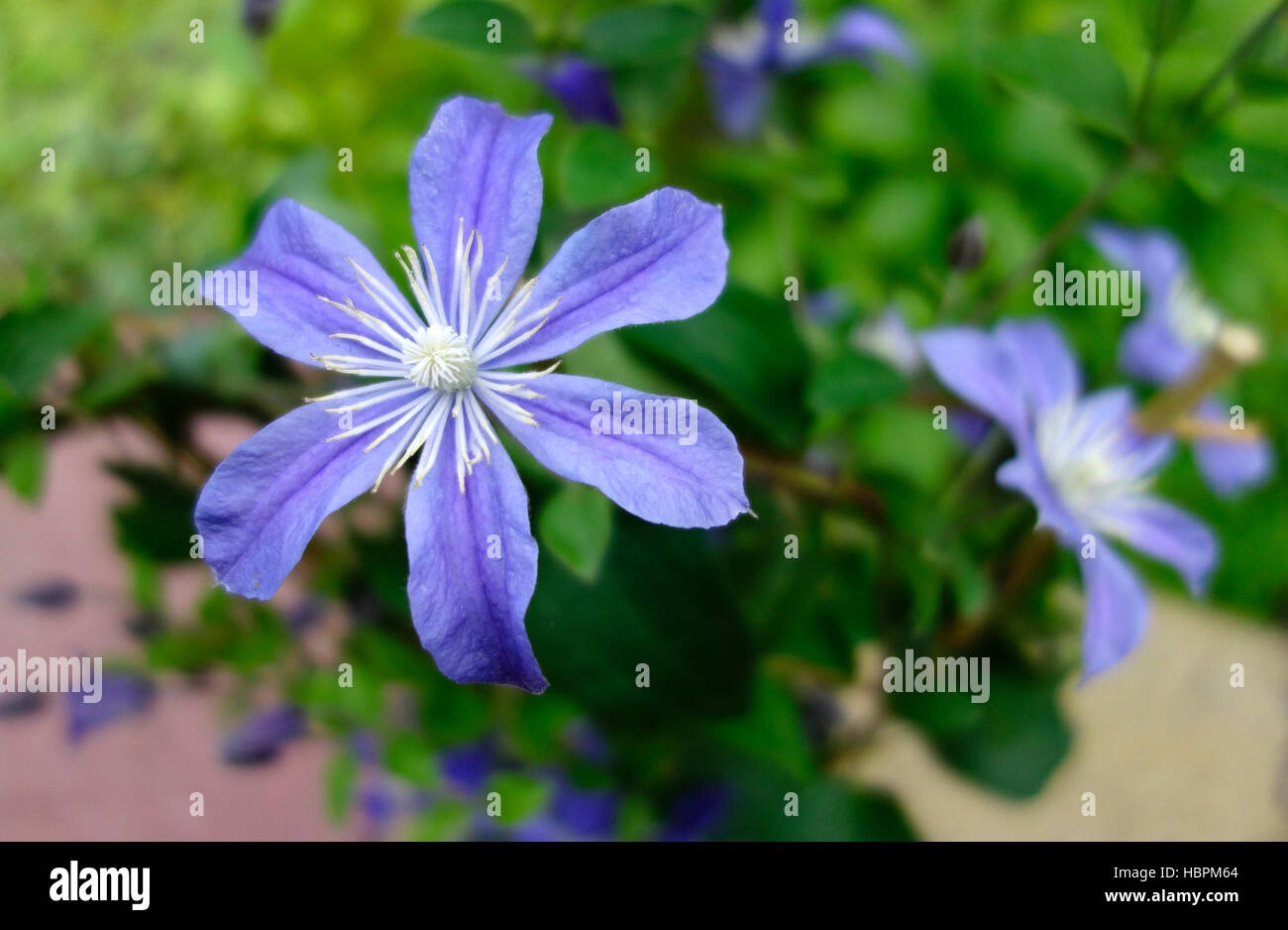 Clematis integrifolia cultivar 'Arabella' en fleur, UK Banque D'Images