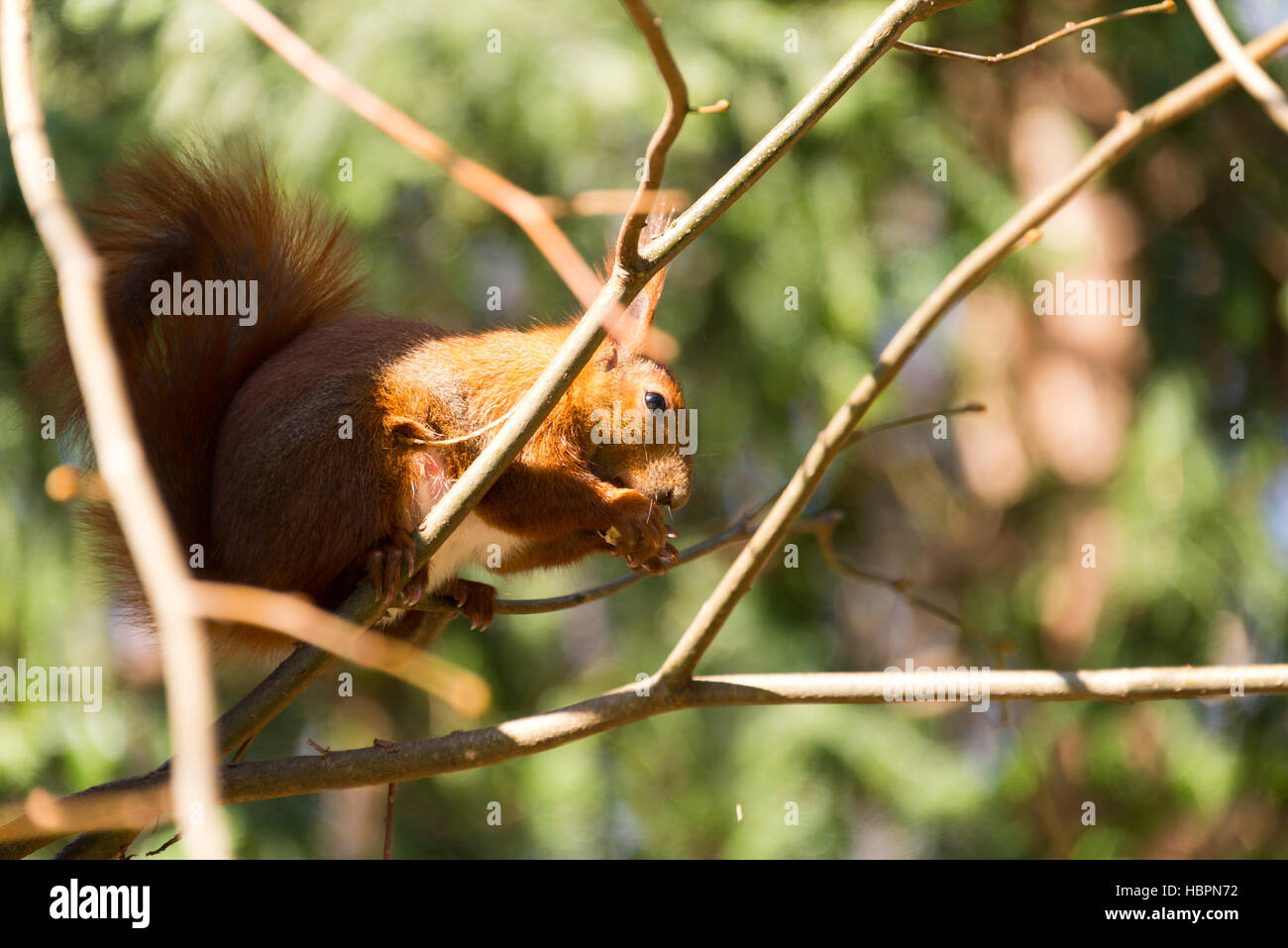 Sqirrel en parc, Berlin, Allemagne Banque D'Images