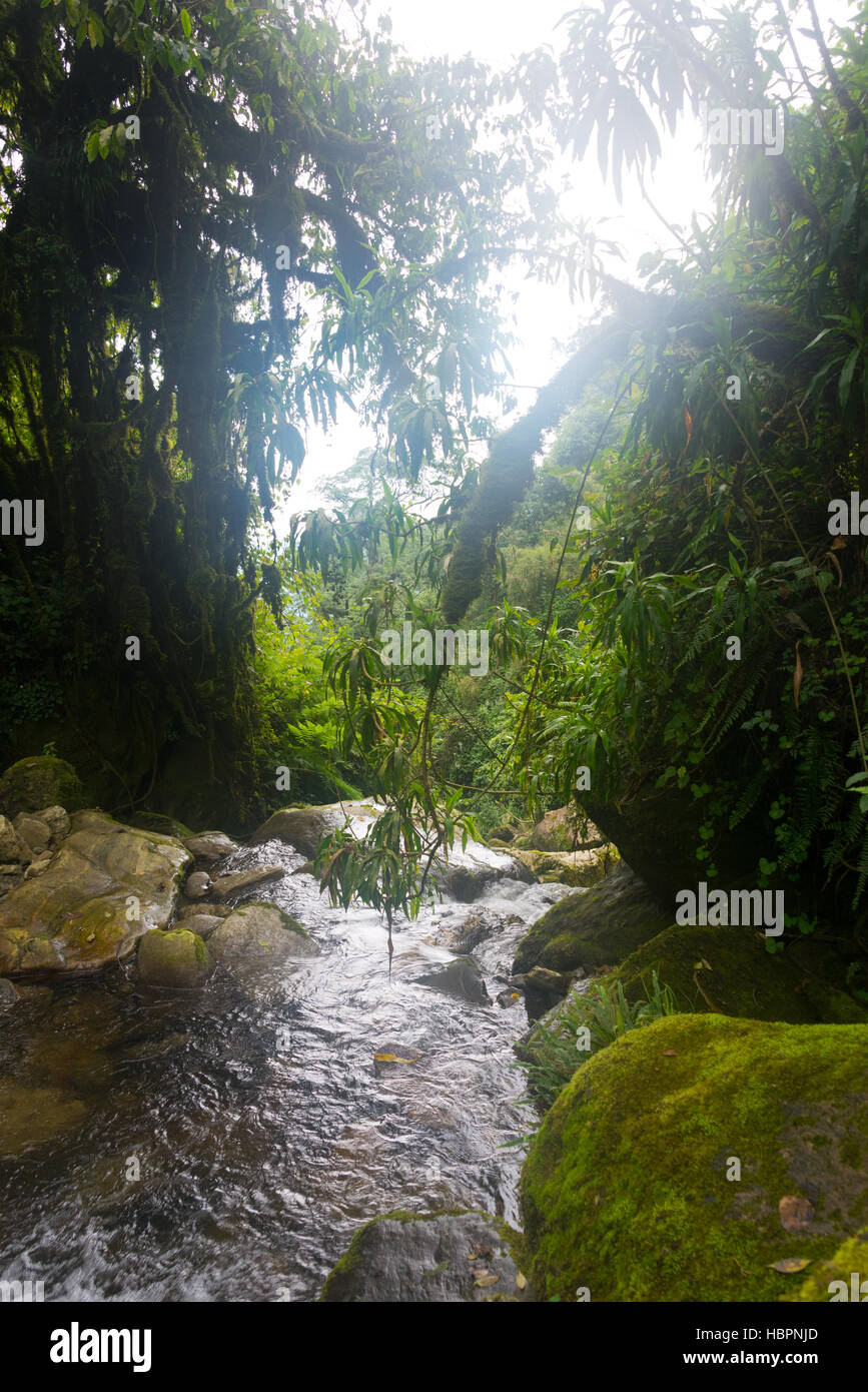 Rivière dans les montagnes Ruwenzori Banque D'Images