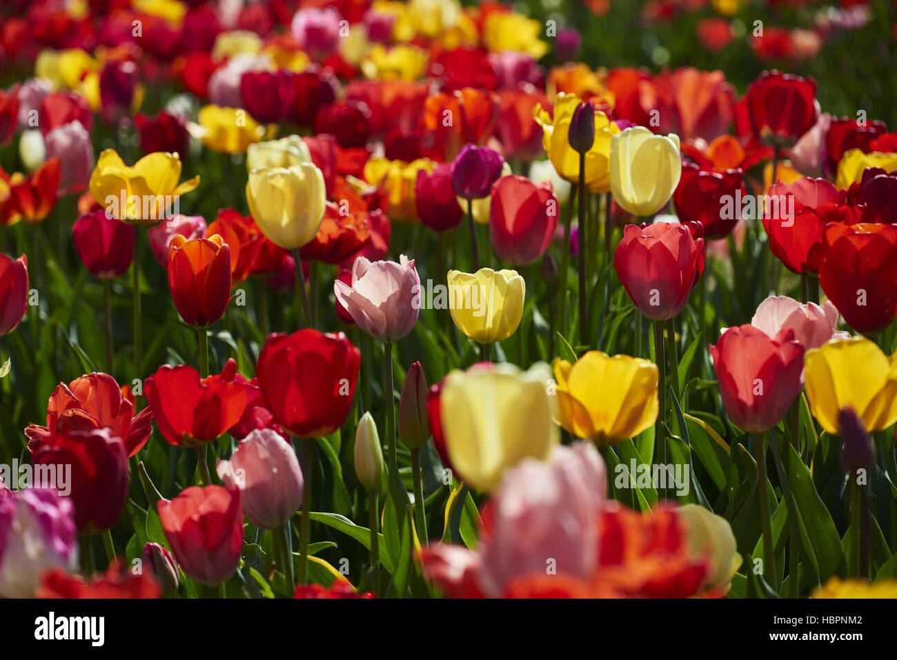 jardins tulipes Banque D'Images