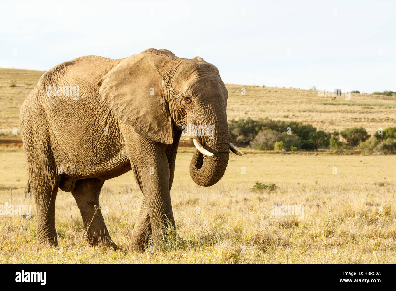 L'éléphant africain mange de l'herbe dans un champ Banque D'Images