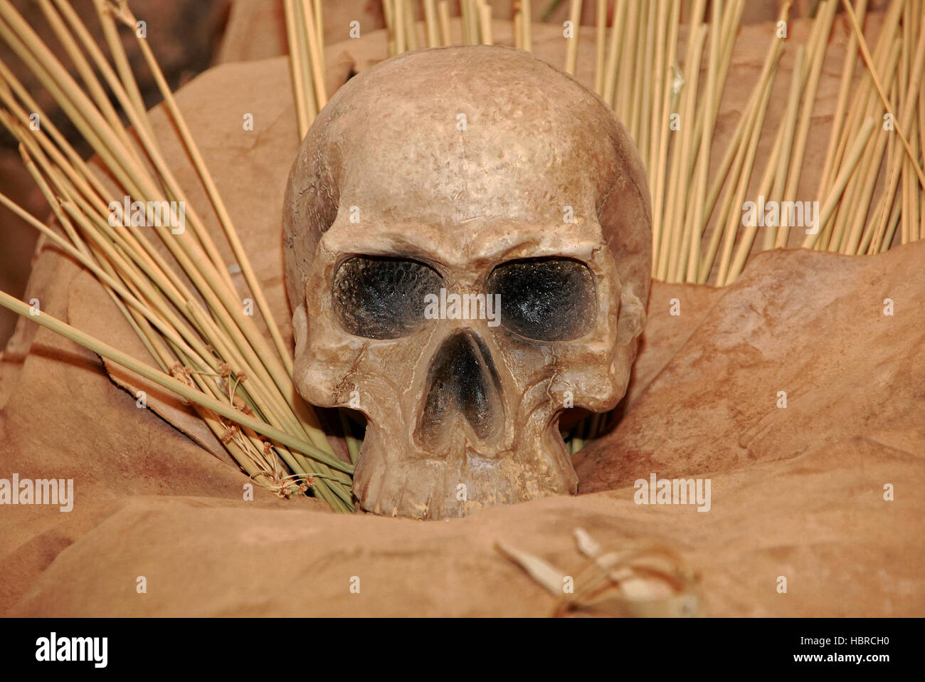 crâne Banque D'Images
