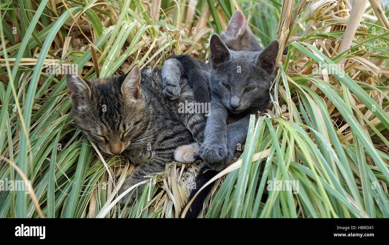 Petits Chats Banque De Photographies Et D Images A Haute Resolution Alamy Petits Chats Banque De Photographies Et D Images A Haute Resolution Alamy