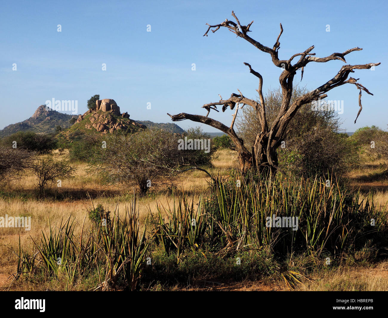 Arbre mort entouré de plantes succulentes dans les zones arides des prairies de Laikipia au Kenya avec des immenses formations rocheuses en arrière-plan Banque D'Images