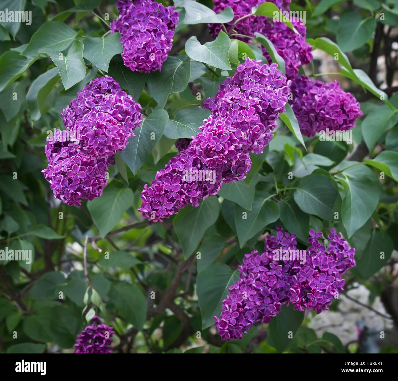 Arbuste à grappes de lilas mauve libre Photo Stock - Alamy